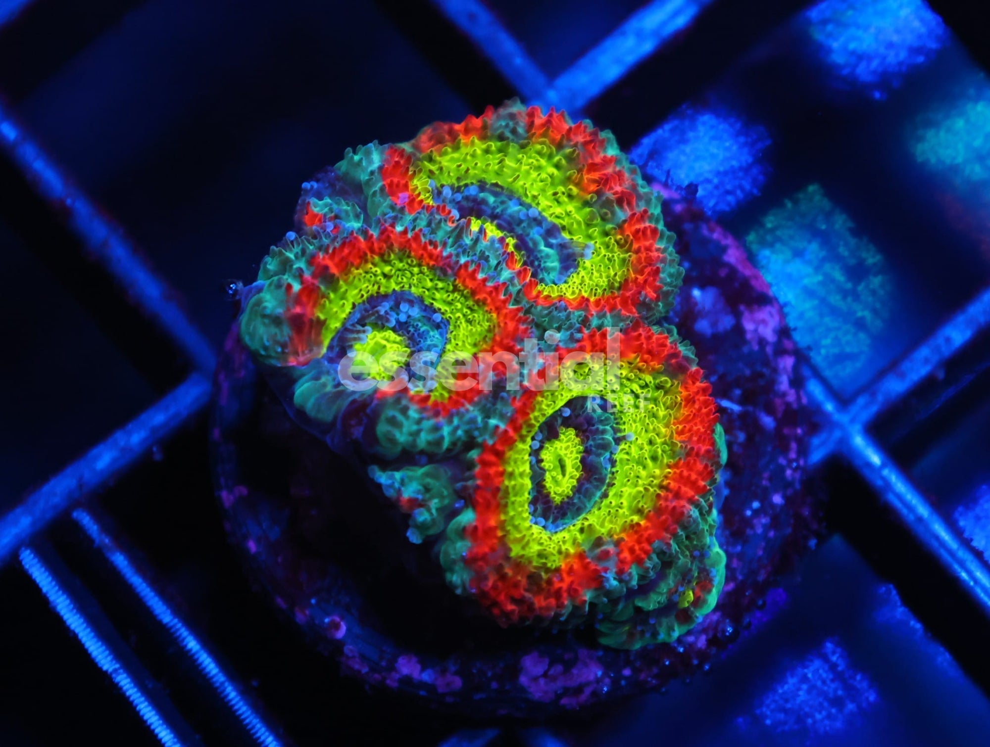 Watermarked - C51 - SDC HOLY GRAIL MICROMUSSA