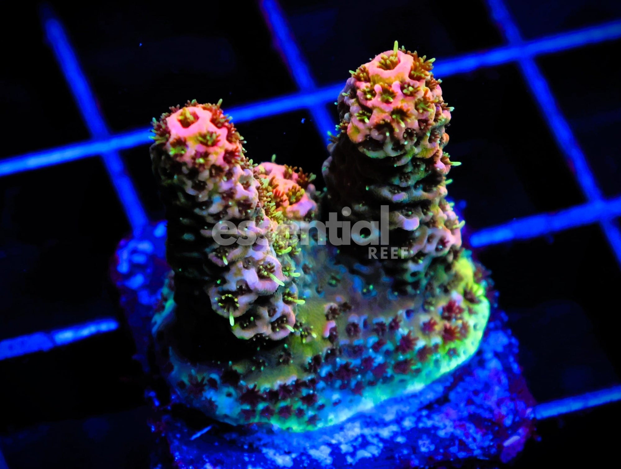 Watermarked - C52 - SDC ACROPORA ASST. PREMIUM