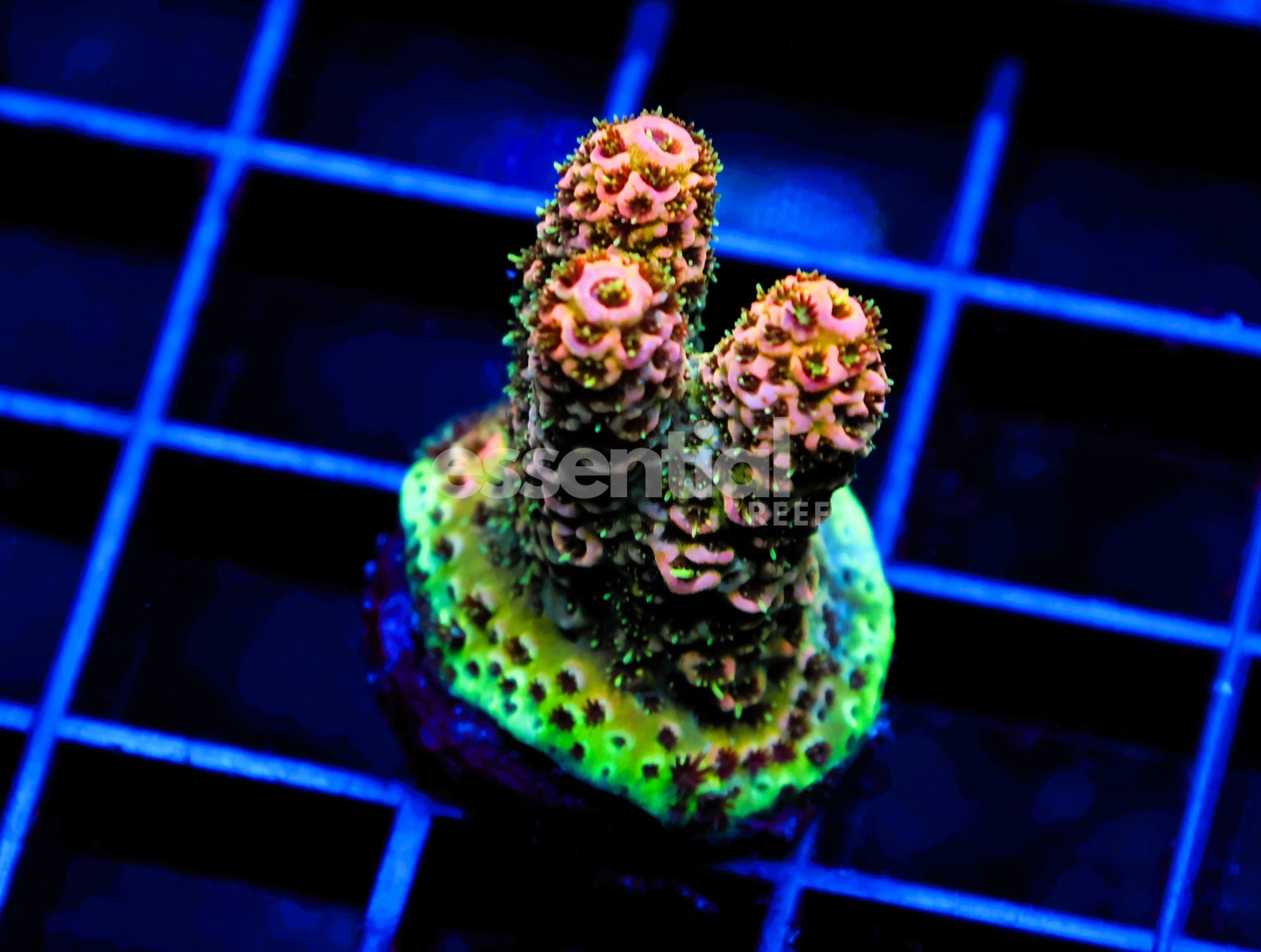 Watermarked - C54 - SDC ACROPORA ASST. PREMIUM