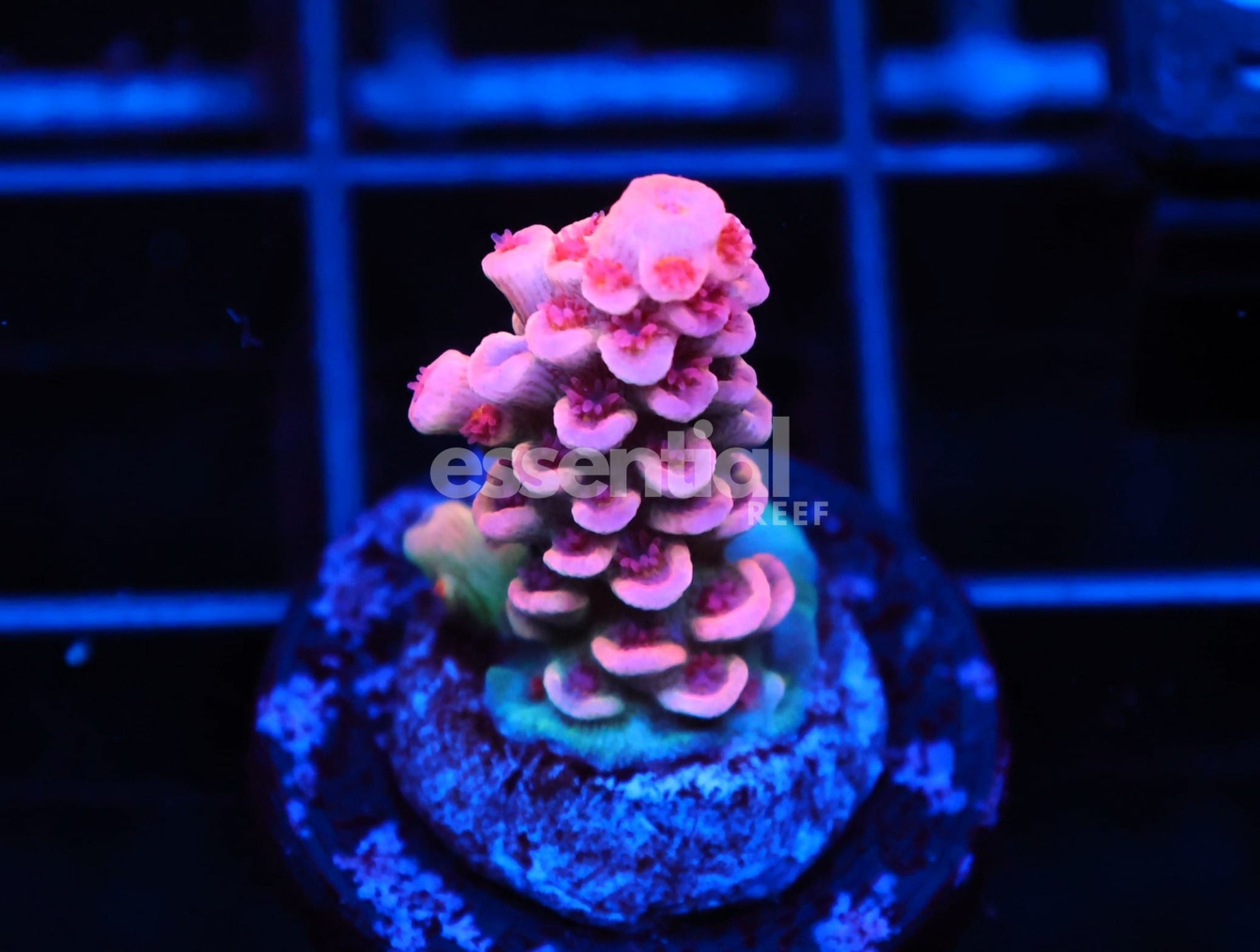 Watermarked - C56 - SDC COTTON CANDY TENUIS ACRO