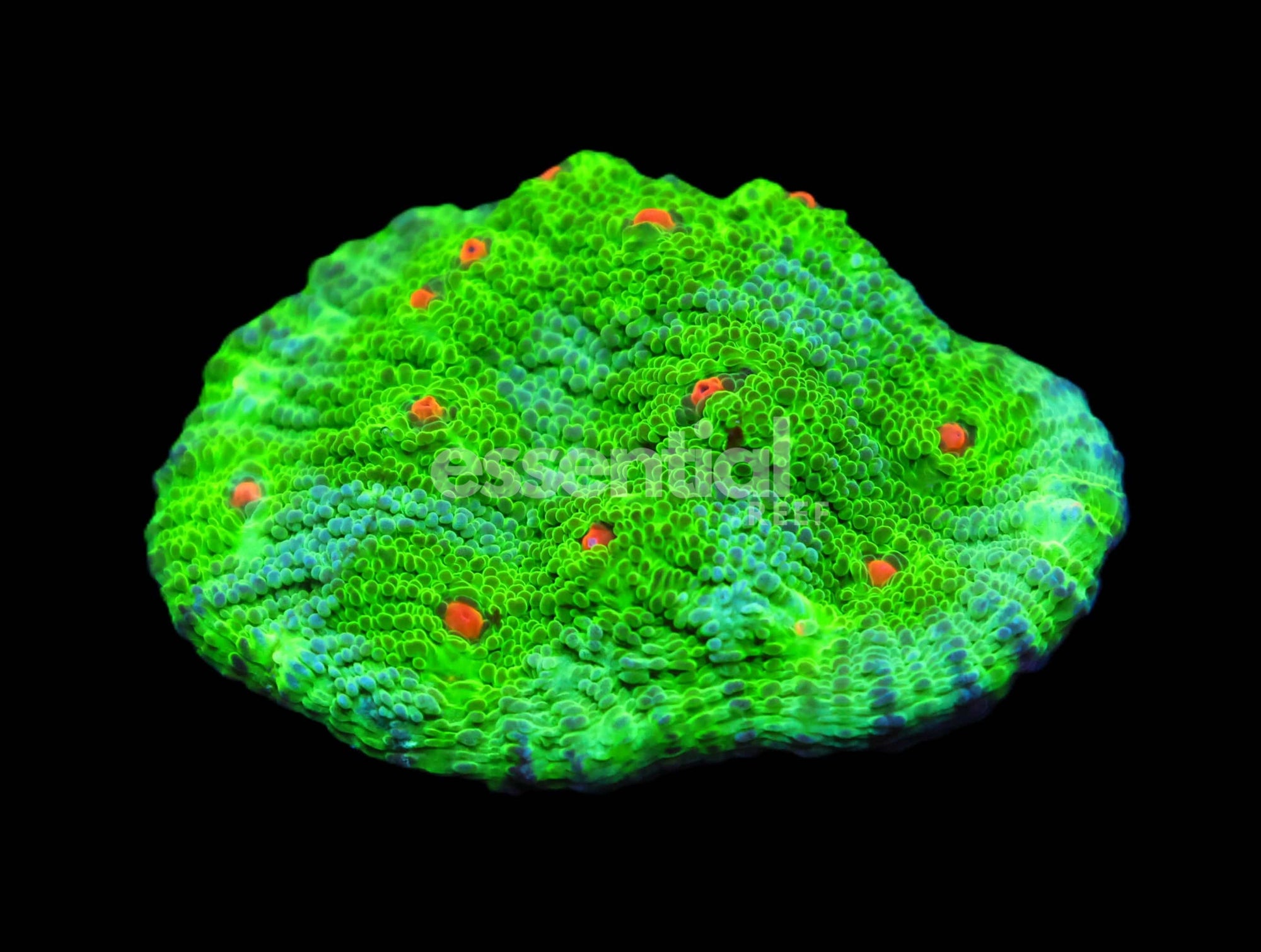 Watermarked - C77 - SDC AVATAR CHALICE