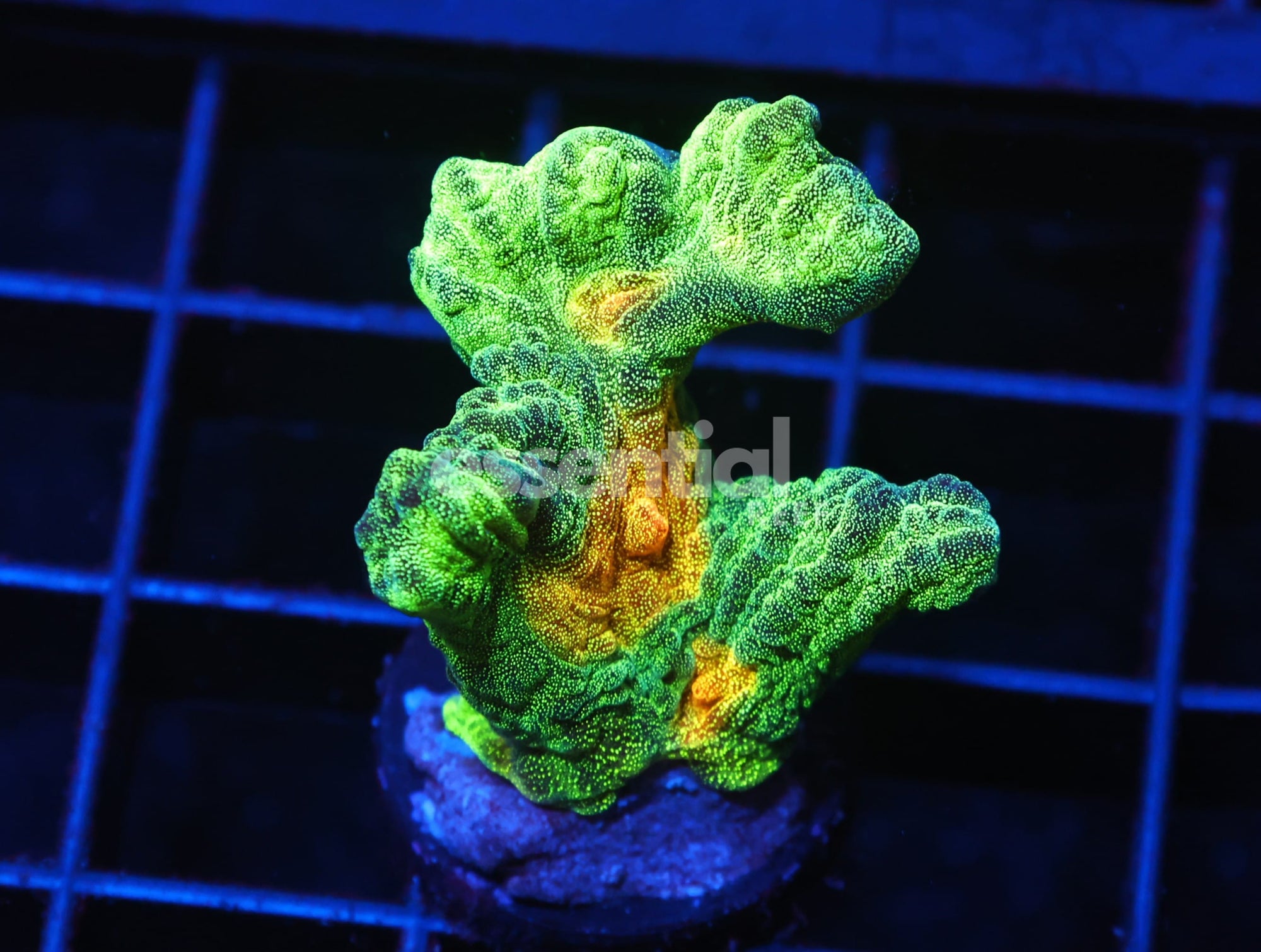 Watermarked - C58 - SDC SPACE INVADER PECTINIA