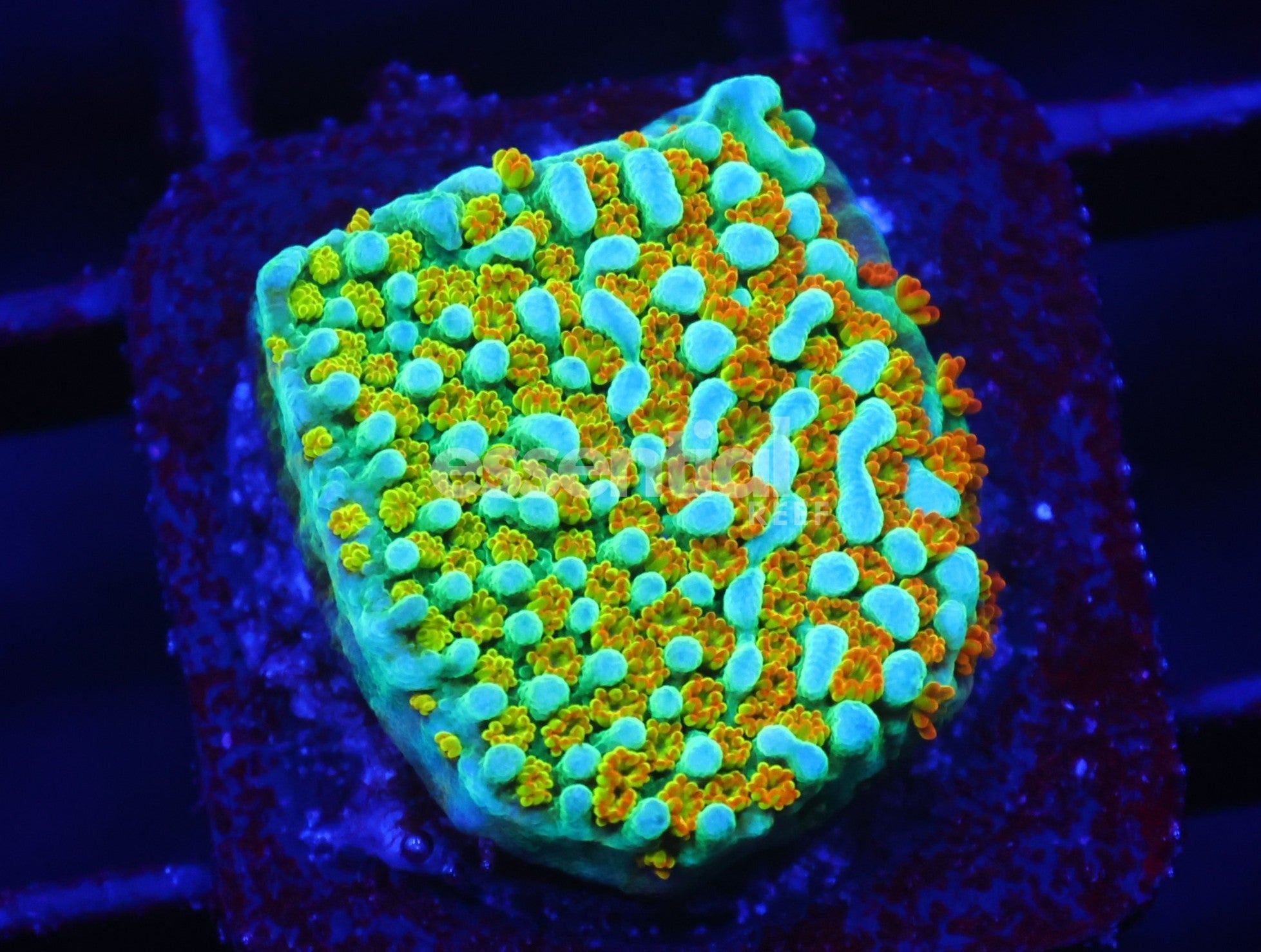 Watermarked - C84 - JF Fruity Pebbles Montipora