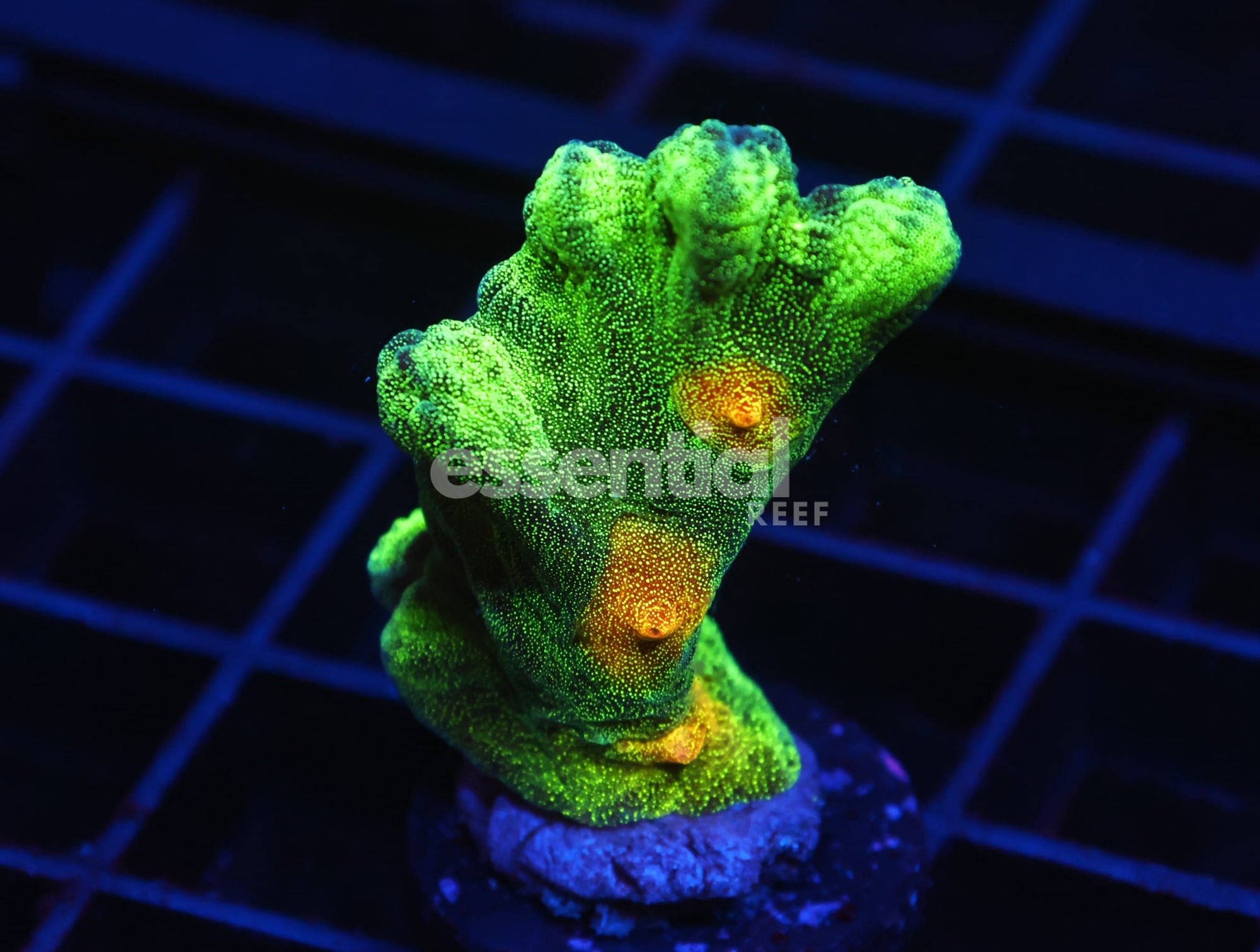 Watermarked - C60 - SDC SPACE INVADER PECTINIA