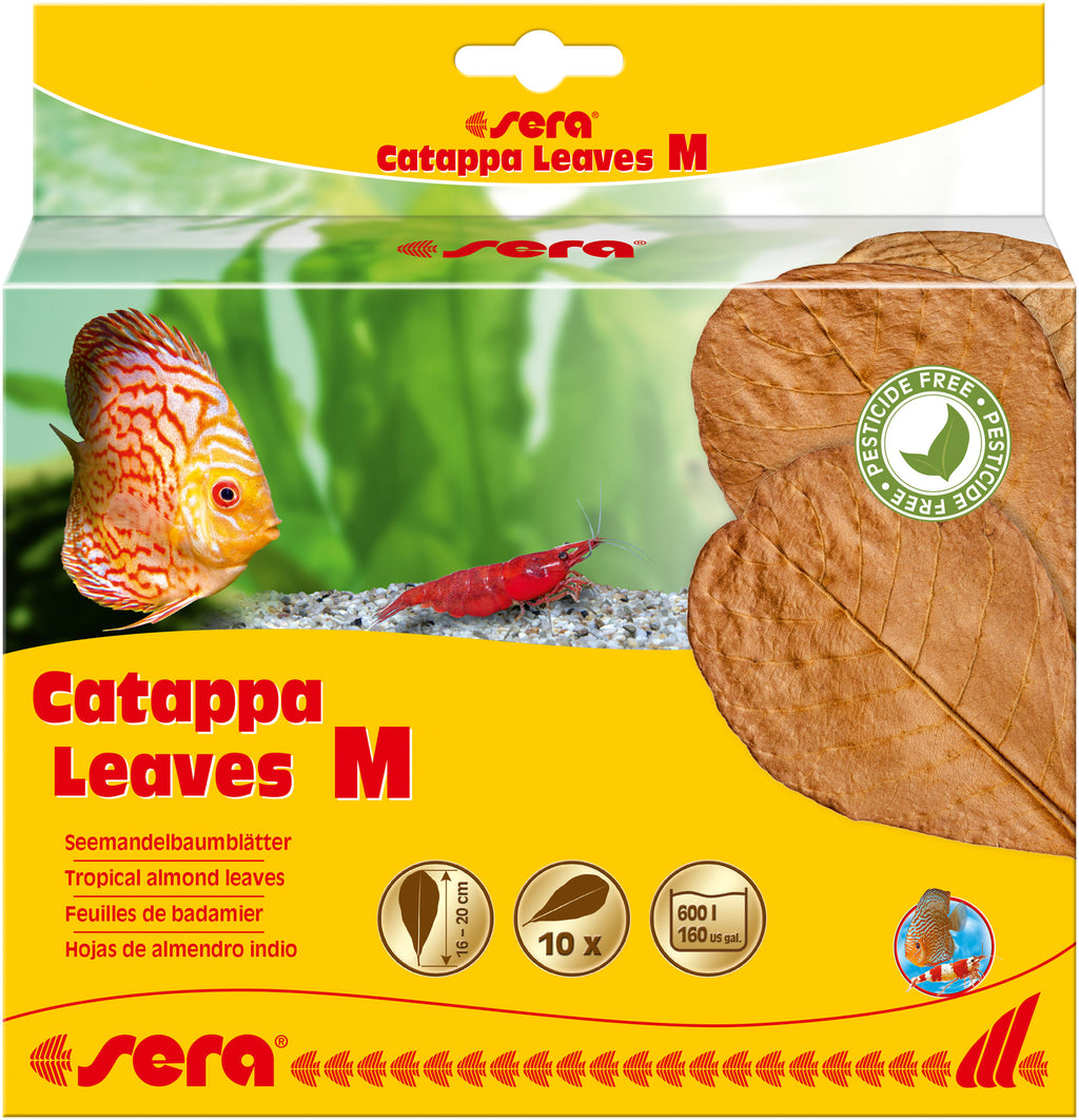 Catappa Leaves