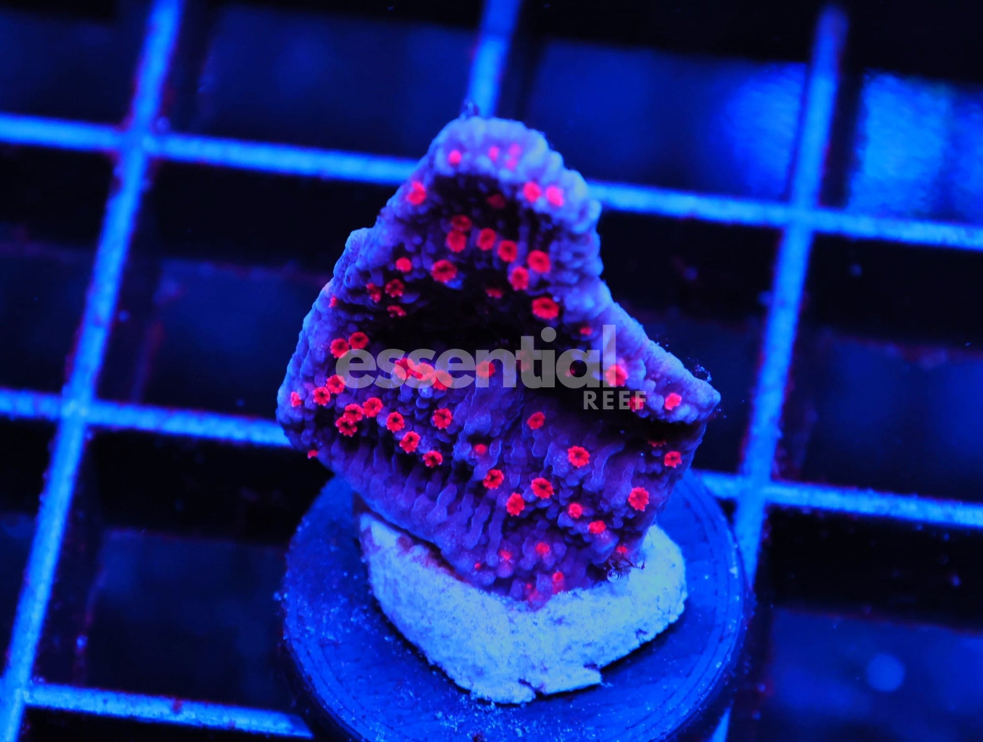 Watermarked - C61 - TSA PERIWINKLE PASSION MONTI