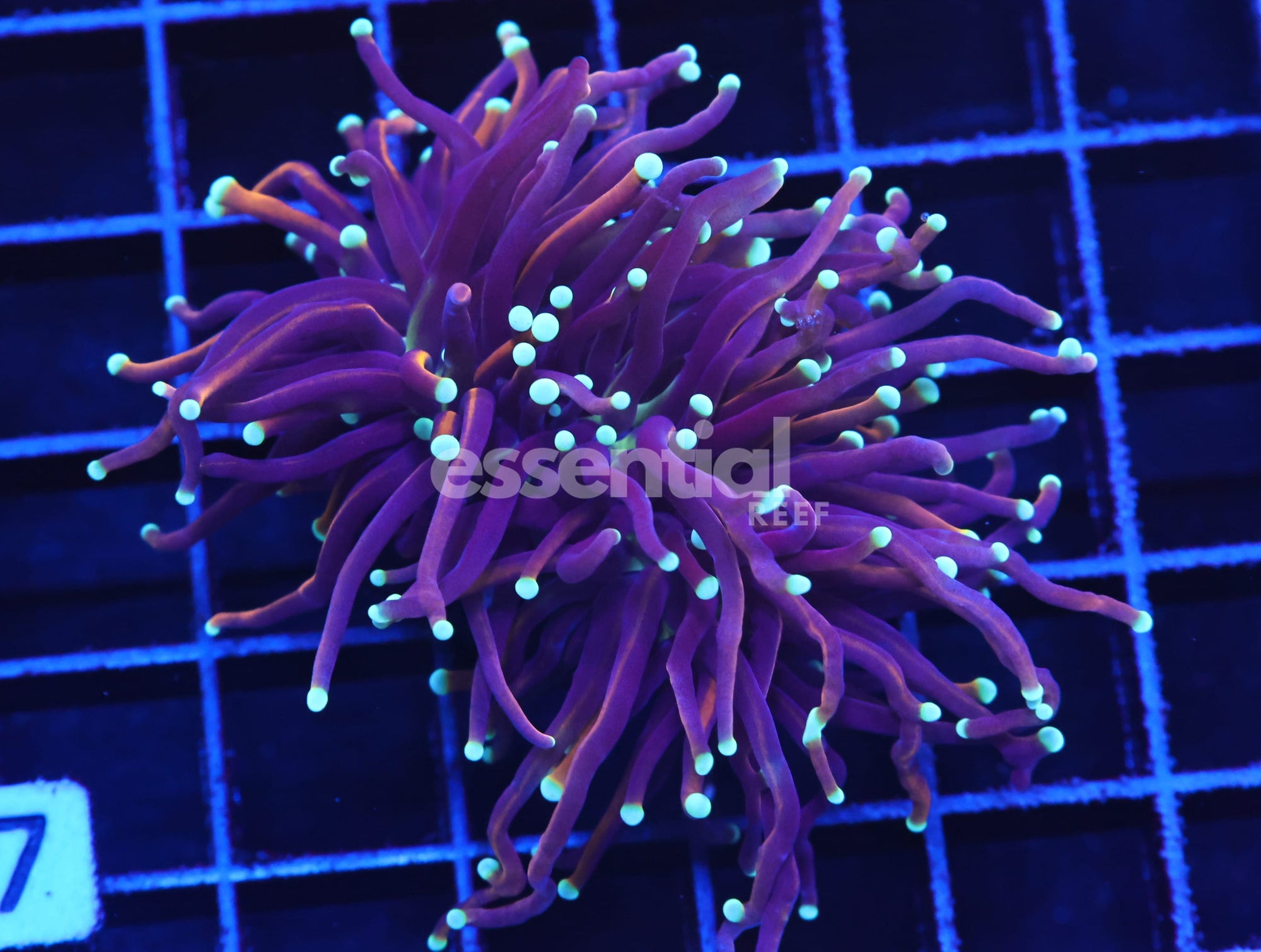 Watermarked - D07 - Indo Torch Gold Variant 2 Head