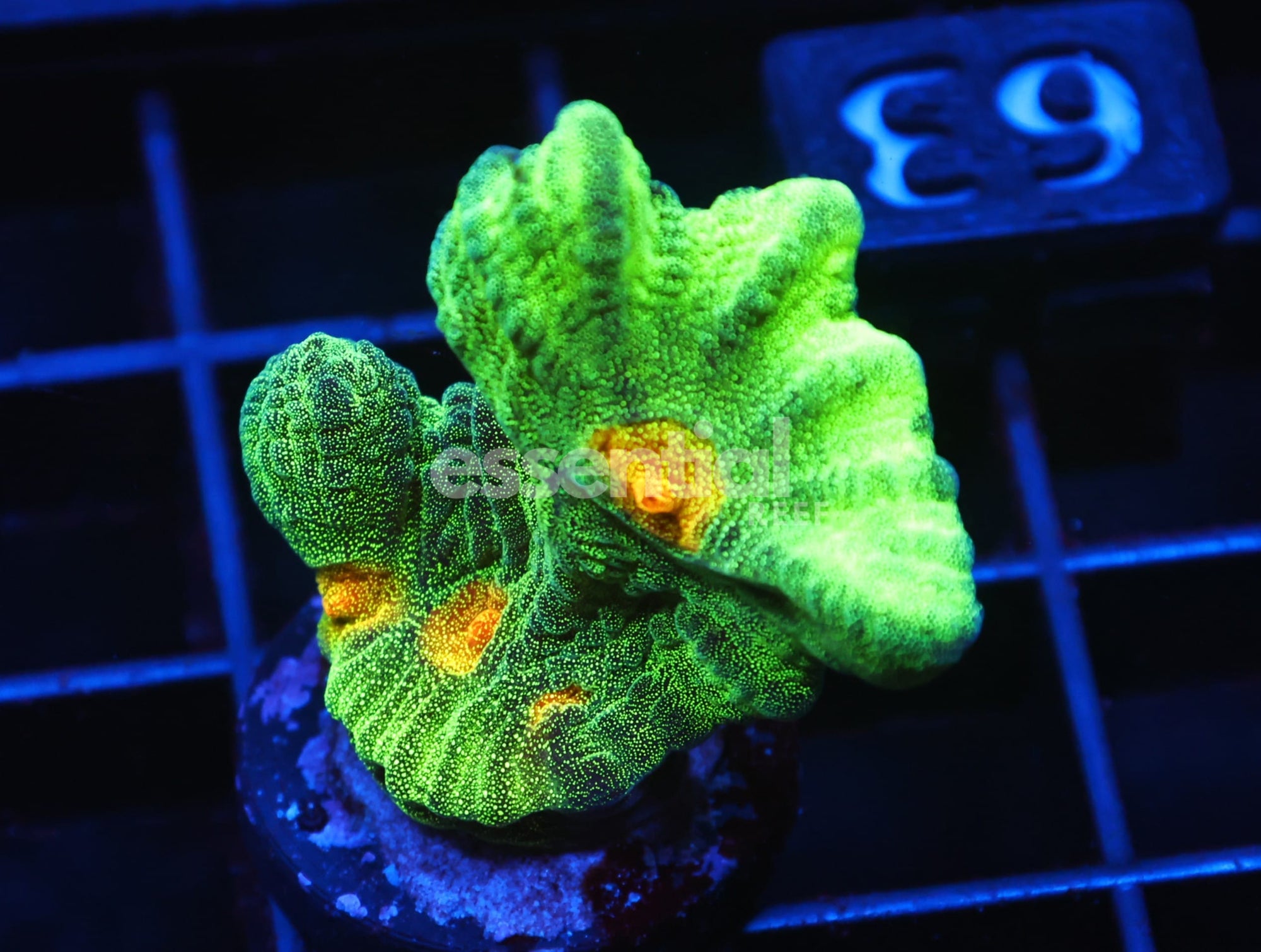 Watermarked - C63 - SDC SPACE INVADER PECTINIA