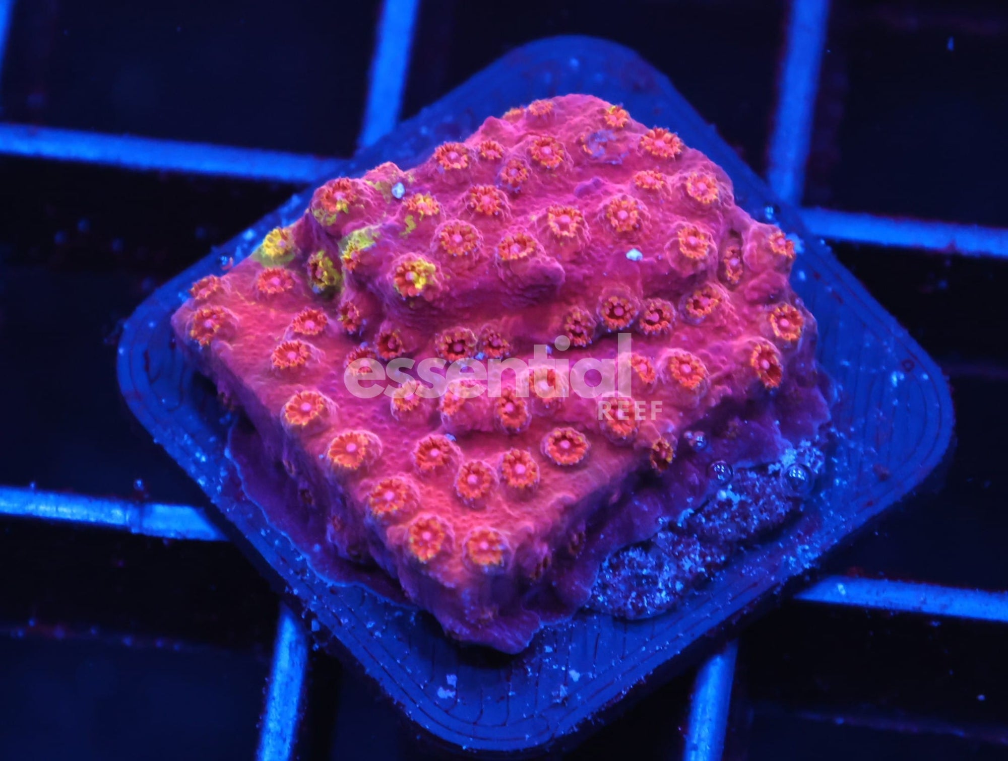 Watermarked - C64 - SDC BATTLE CRY GRAFTED CYPHASTREA
