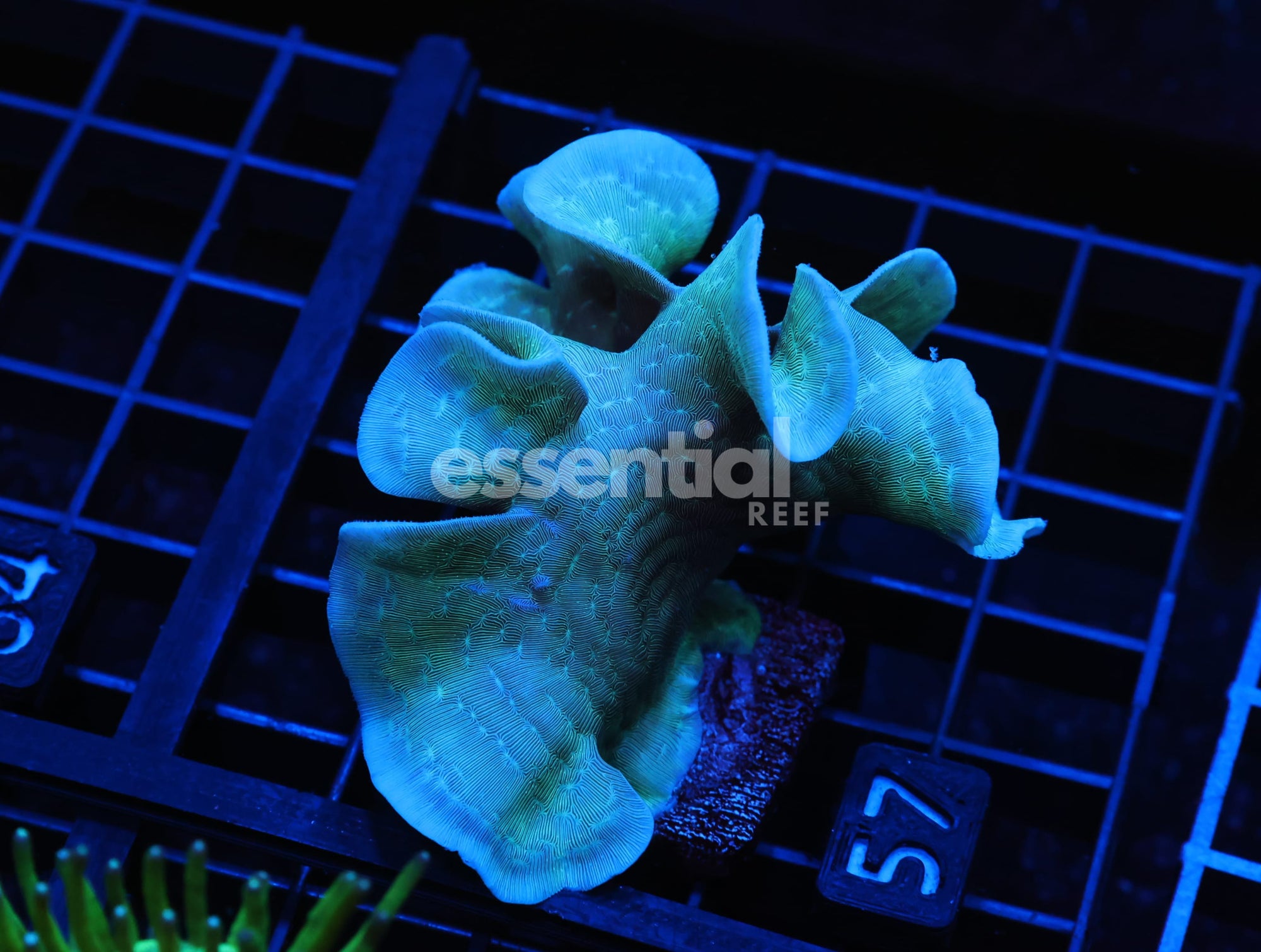 Watermarked - C57 - SDC MINT CHIP PAVONA
