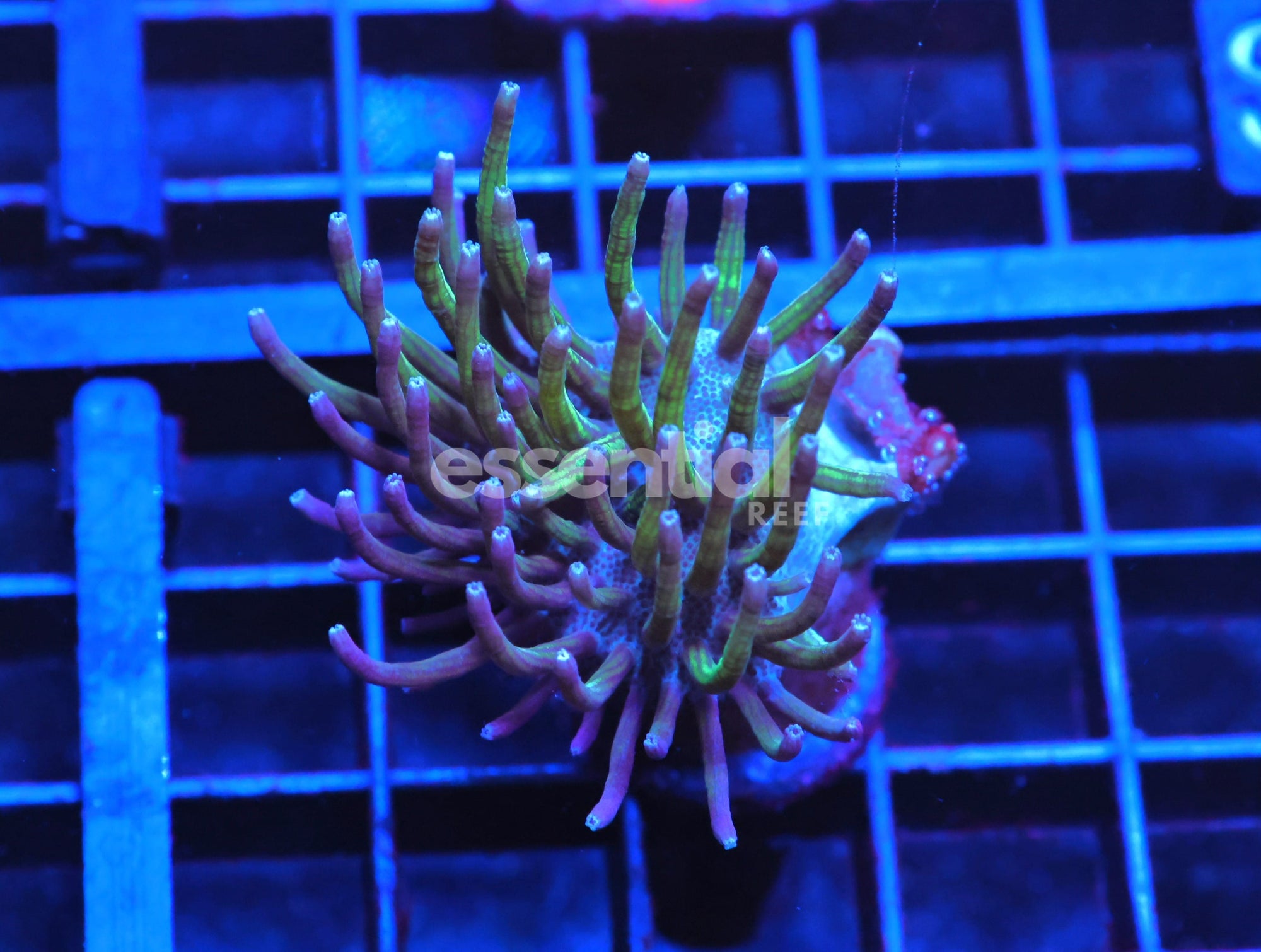 Watermarked - C68 - STEVE TYREE NEON GREEN POLYP SARCOPHYTON LEATHER