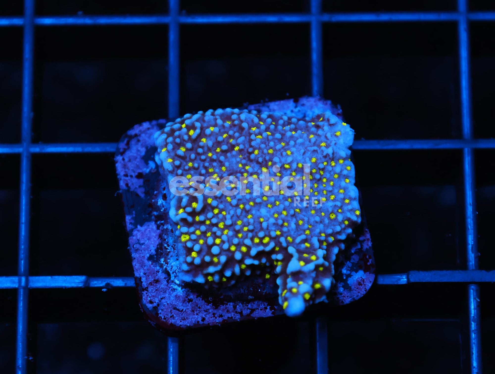 Watermarked - C59 - SDC TUBBS STELLATA MONTI ENCRUSTING