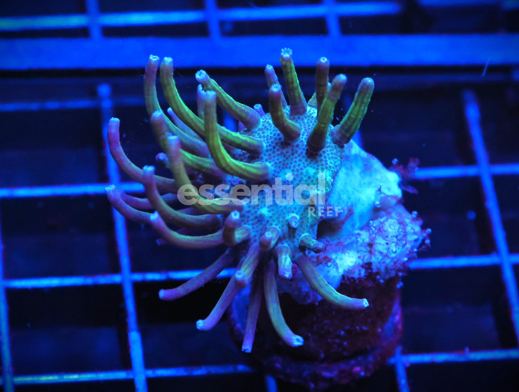 Watermarked - C70 - STEVE TYREE NEON GREEN POLYP SARCOPHYTON LEATHER