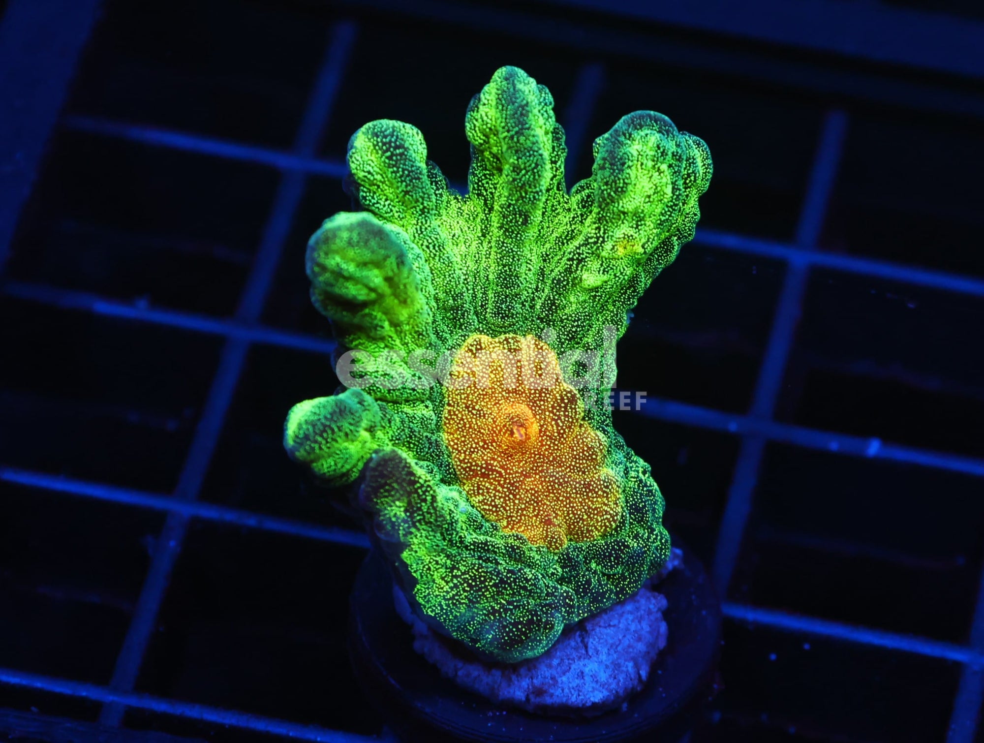 Watermarked - C71 - SDC SPACE INVADER PECTINIA