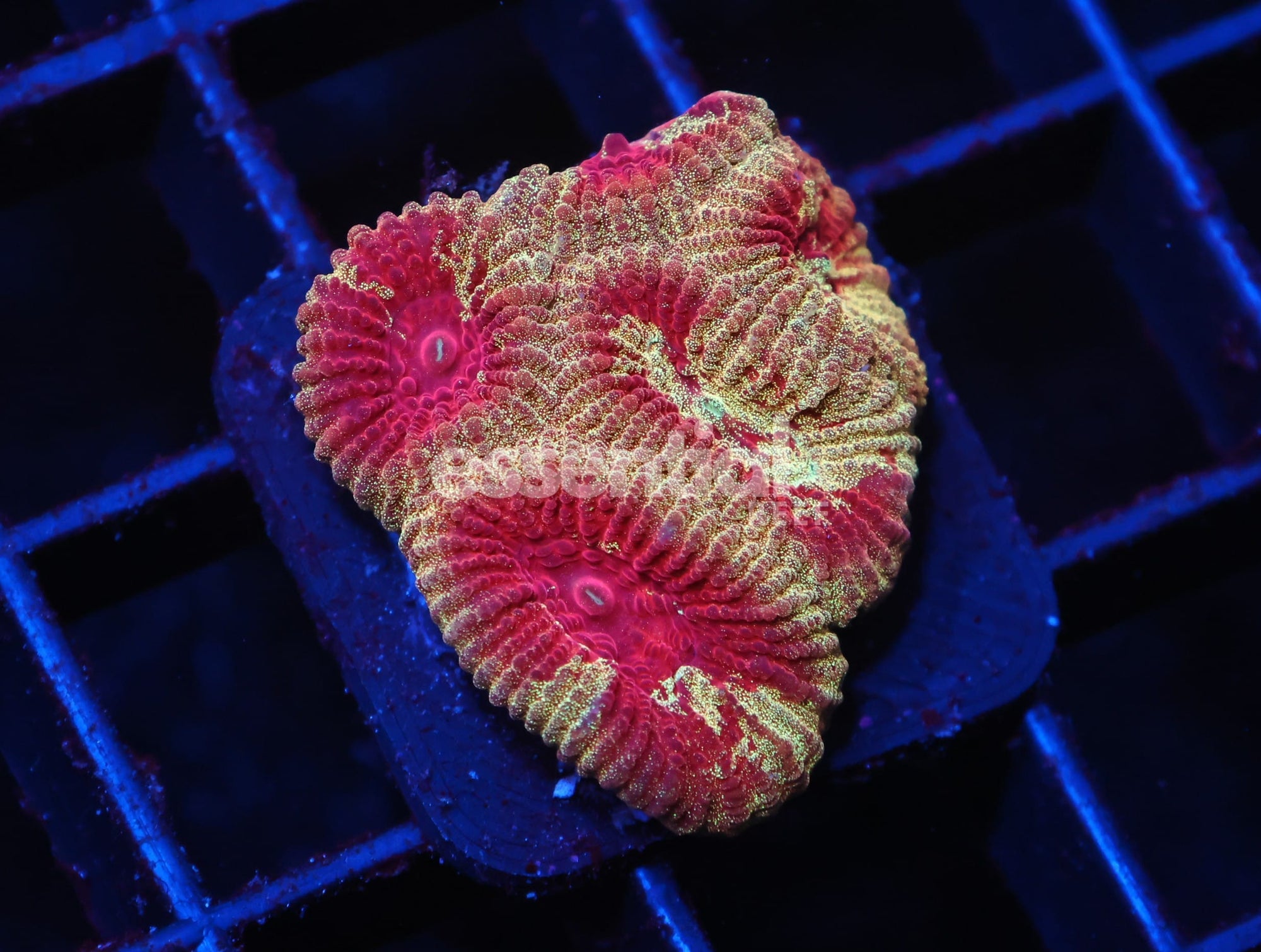 Watermarked - C72 - SDC SANDMAN FAVITES