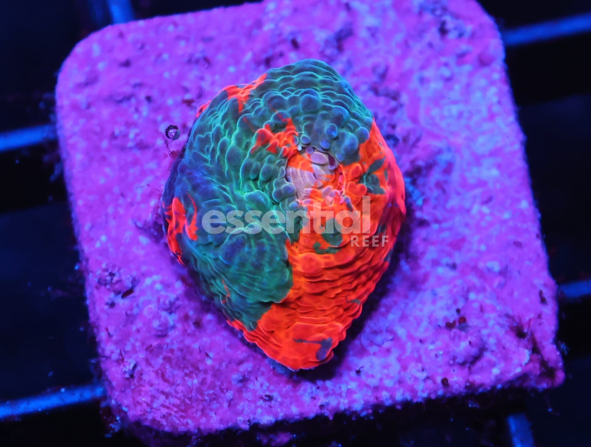 Watermarked - C73 - SDC RAINBOW JELLYBEAN CHALICE