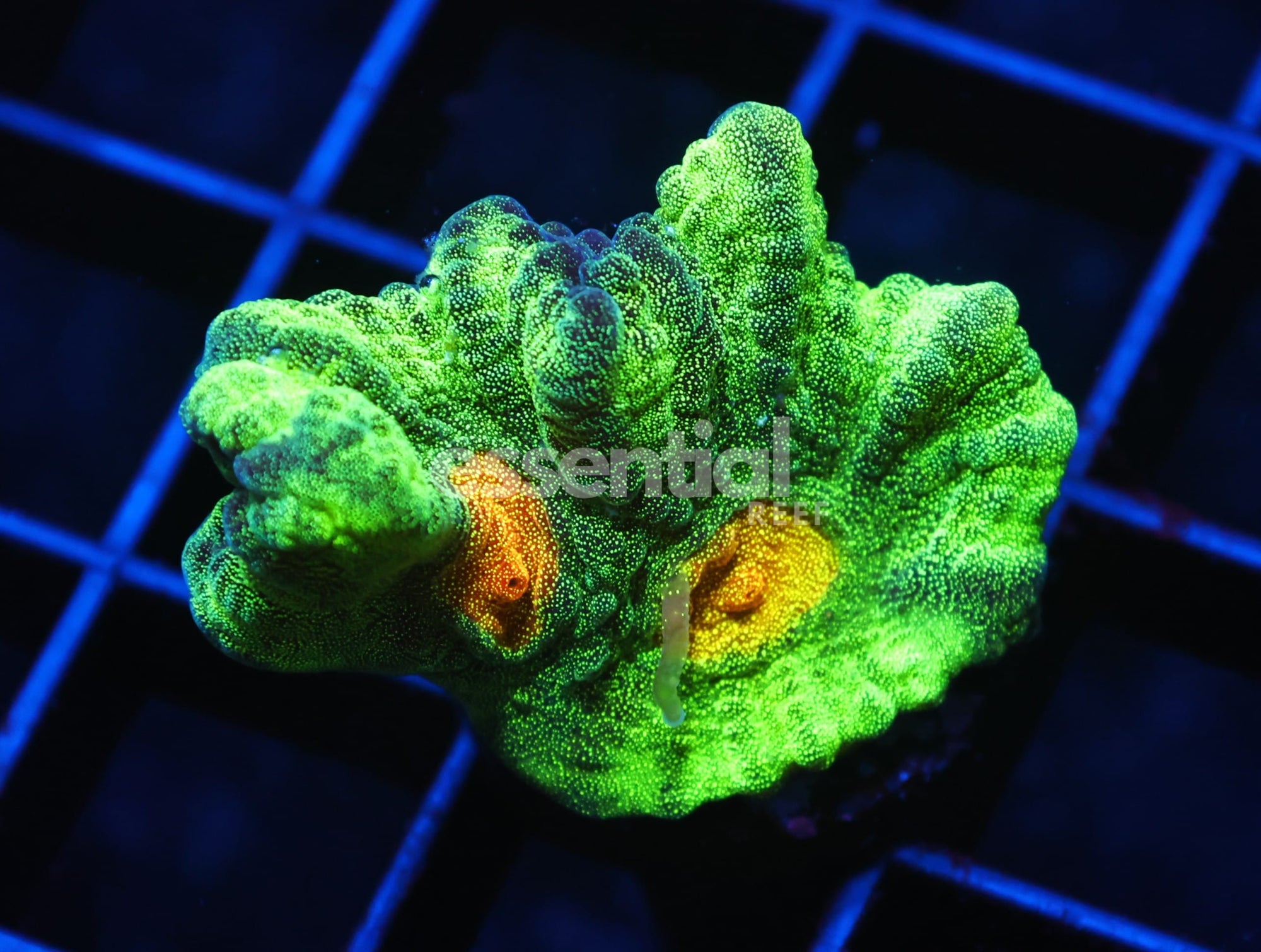 Watermarked - C74 - SDC SPACE INVADER PECTINIA