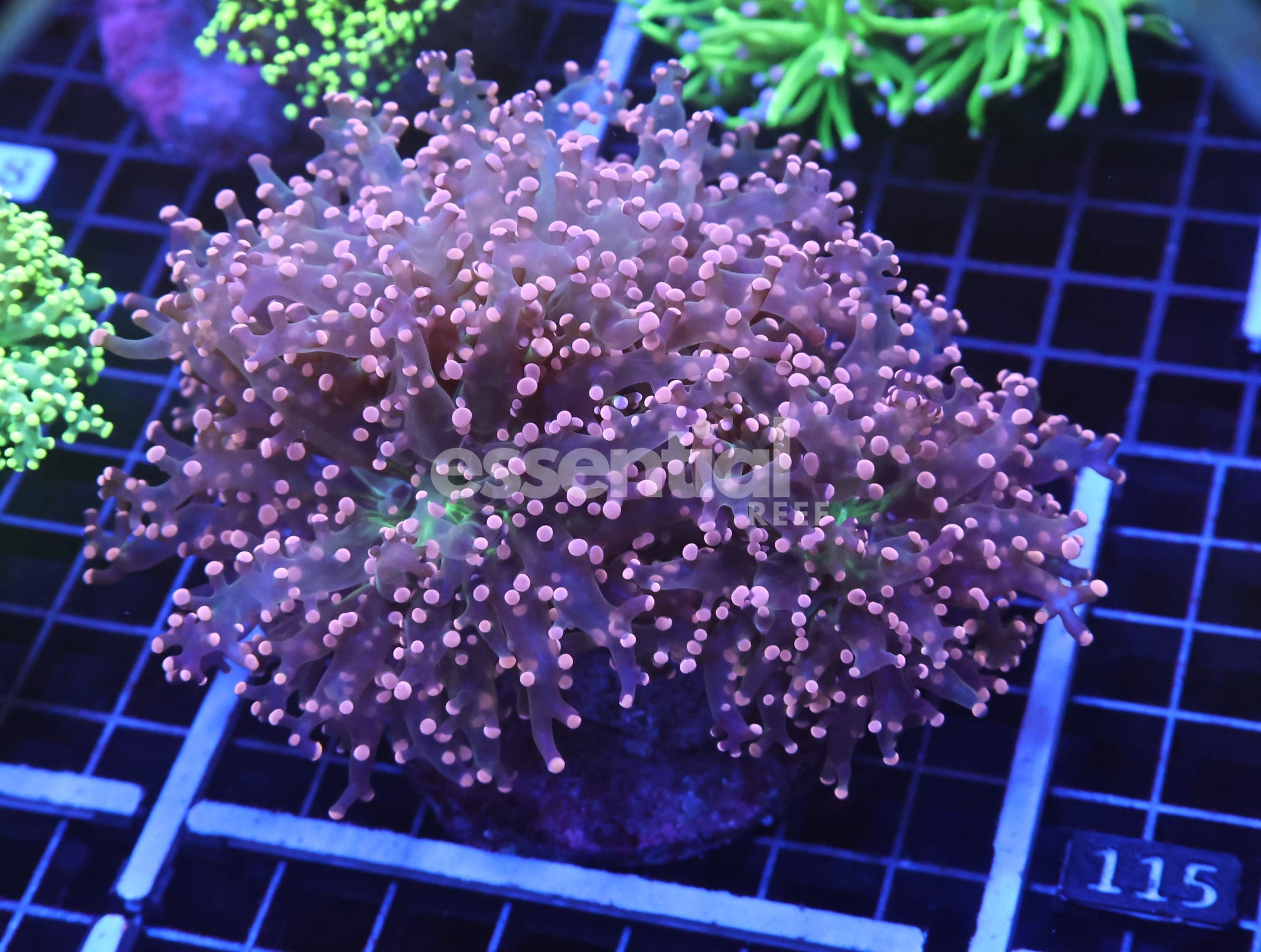 Watermarked - D114 - INDO FROGSPAWN BRANCH ORANGE 3 HEAD