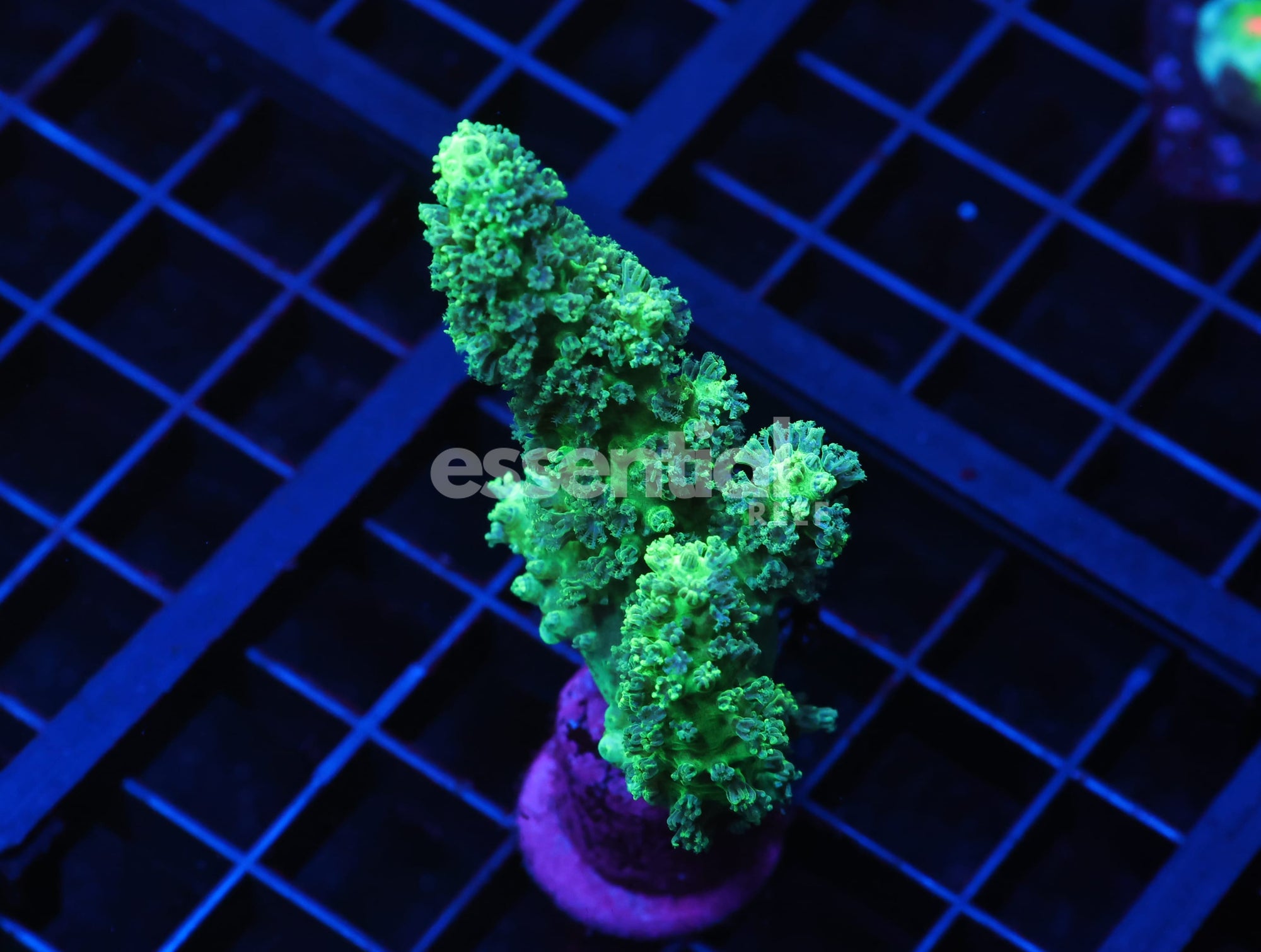 Watermarked - C77 - SDC GREEN RASTA LEATHER