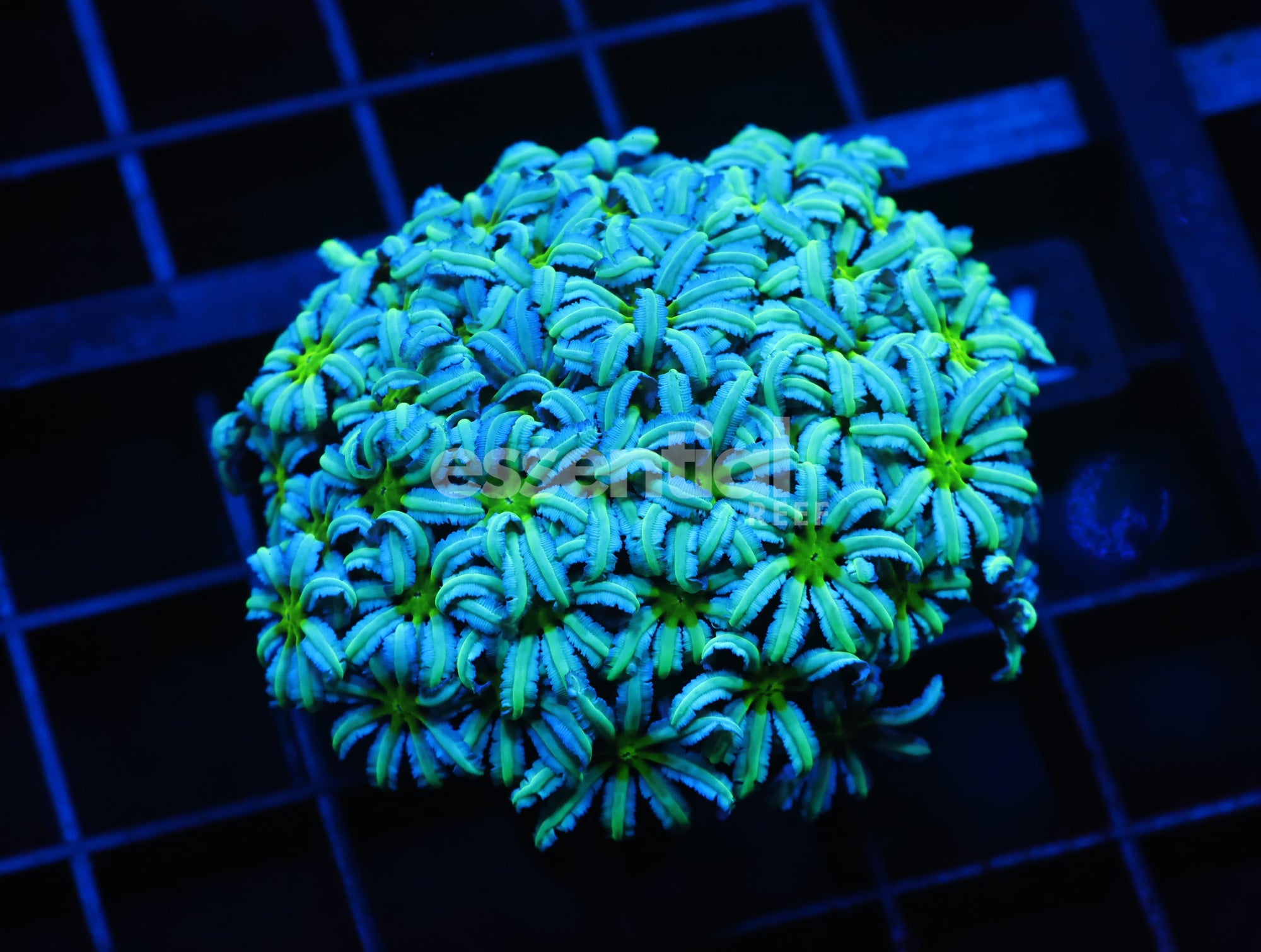 Watermarked - C78 - CONDITIONED GREEN EYE ORGAN PIPE