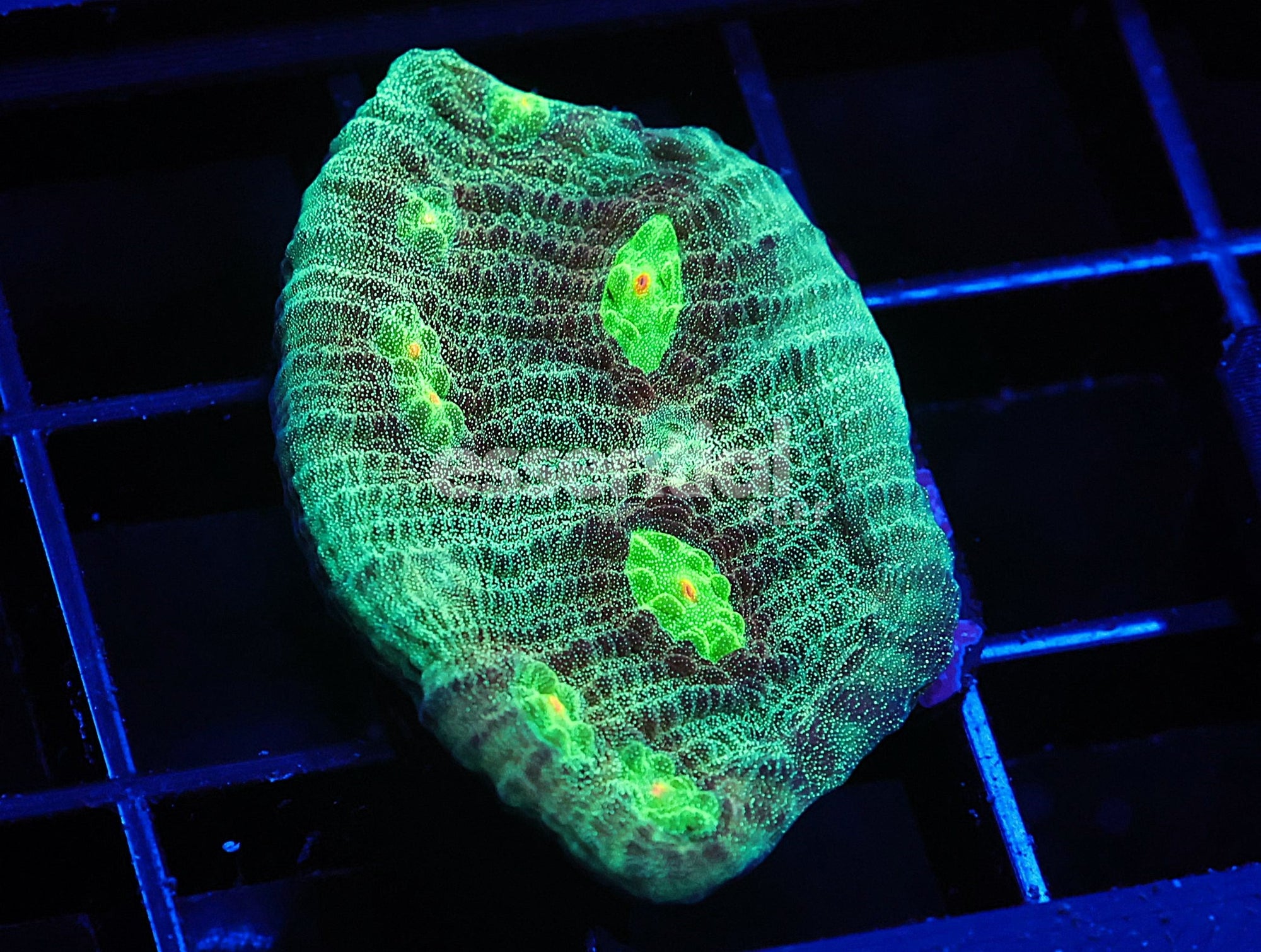 Watermarked - C76 - SDC Crop Circles Chalice