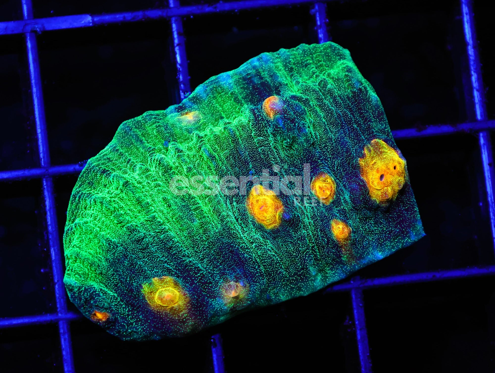 Watermarked - C80 - SDC MANGO MADNESS