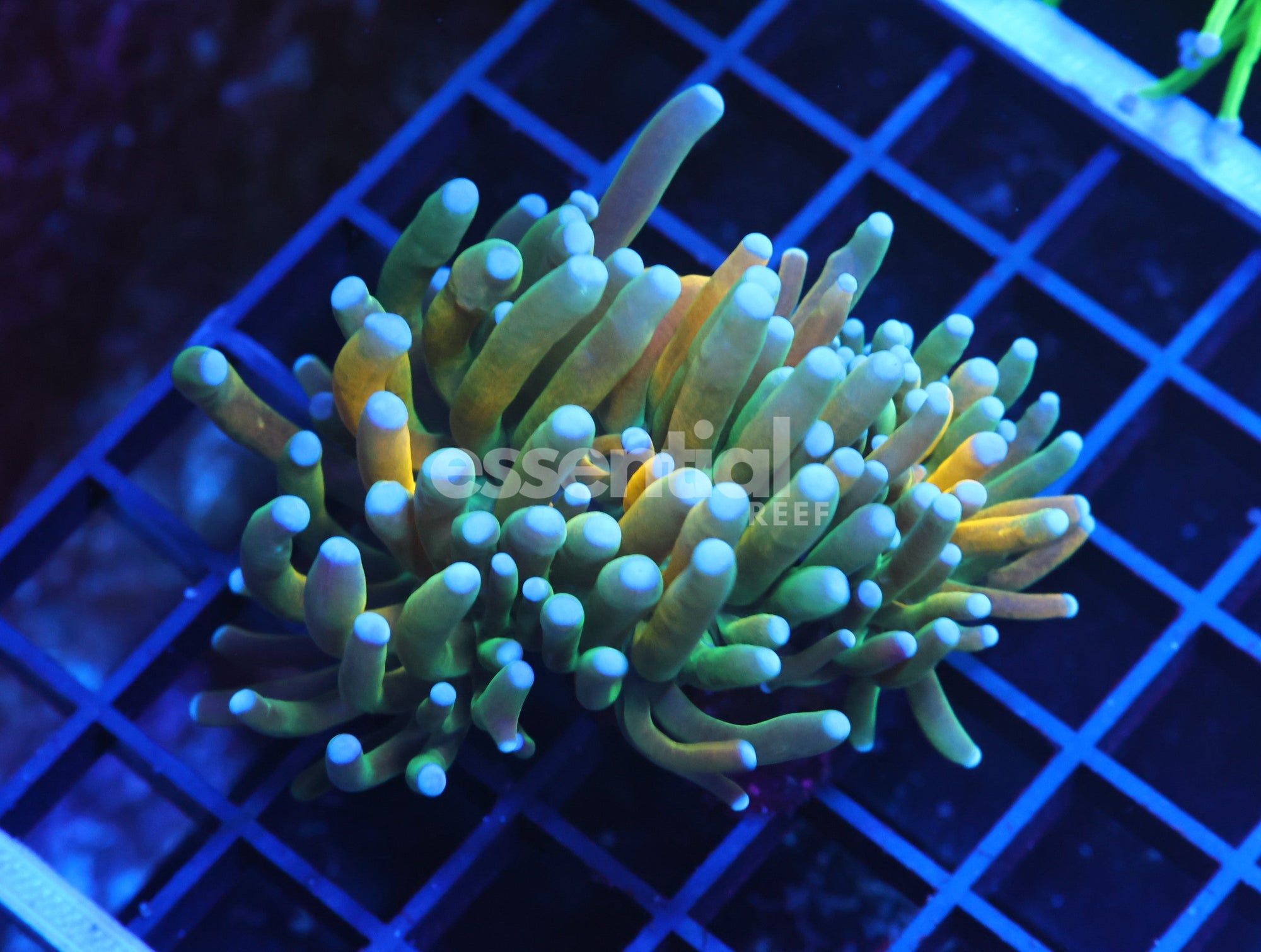 Watermarked - D130 - Indo Torch Hellfire Ultra 1 Head