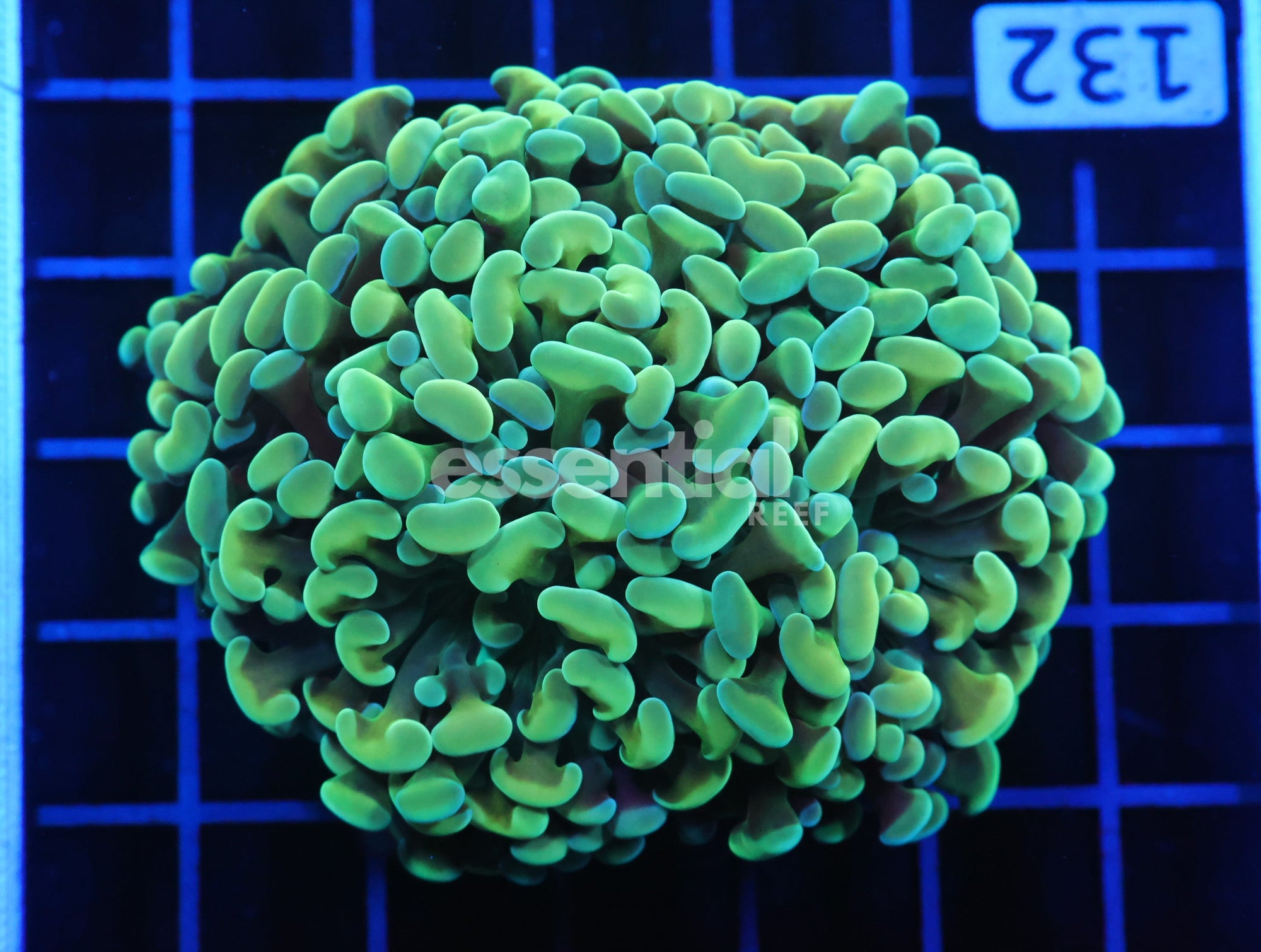 Watermarked - D132 - Indo Hammer Branch Gold 4 Head