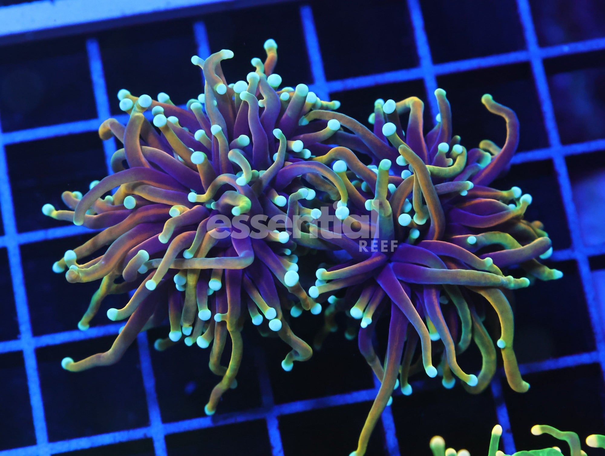 Watermarked - D100 - INDO TORCH DRAGON SOUL 2 HEAD