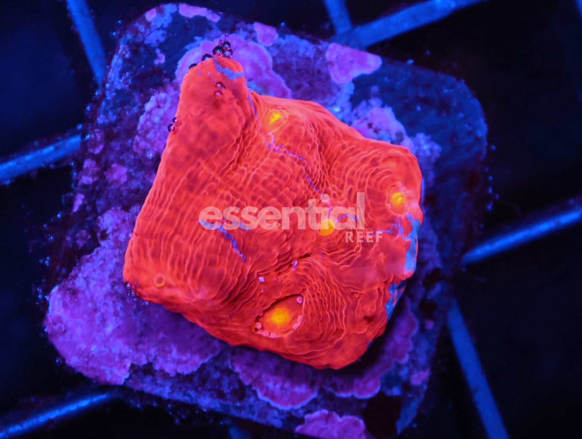 Watermarked - C89 - SDC RAINBOW JELLYBEAN CHALICE