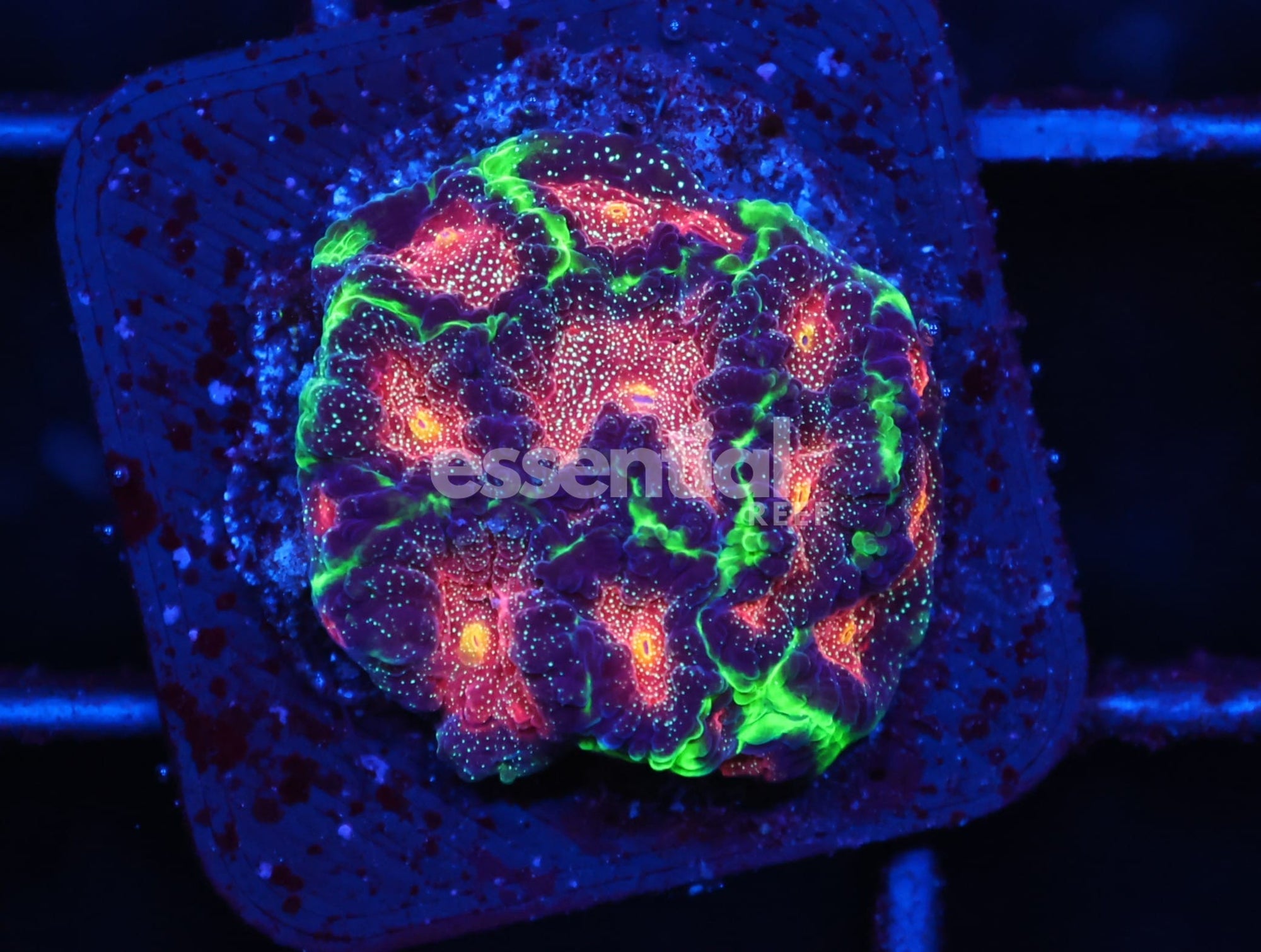 Watermarked - C91 - SDC JABBA THE HUTT FAVITES
