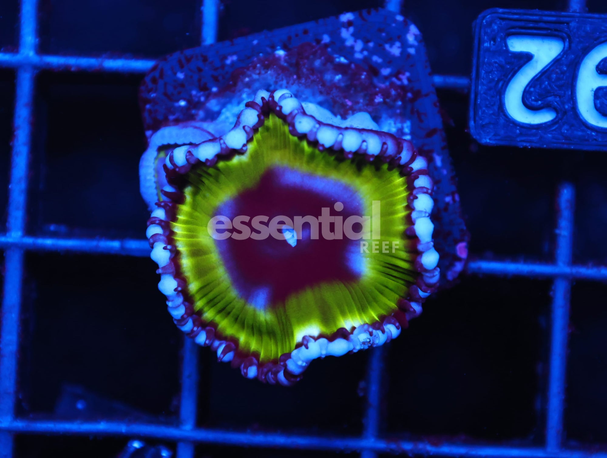 Watermarked - C92 - SDC GRANDIS ZOA/PALY (POLYP)