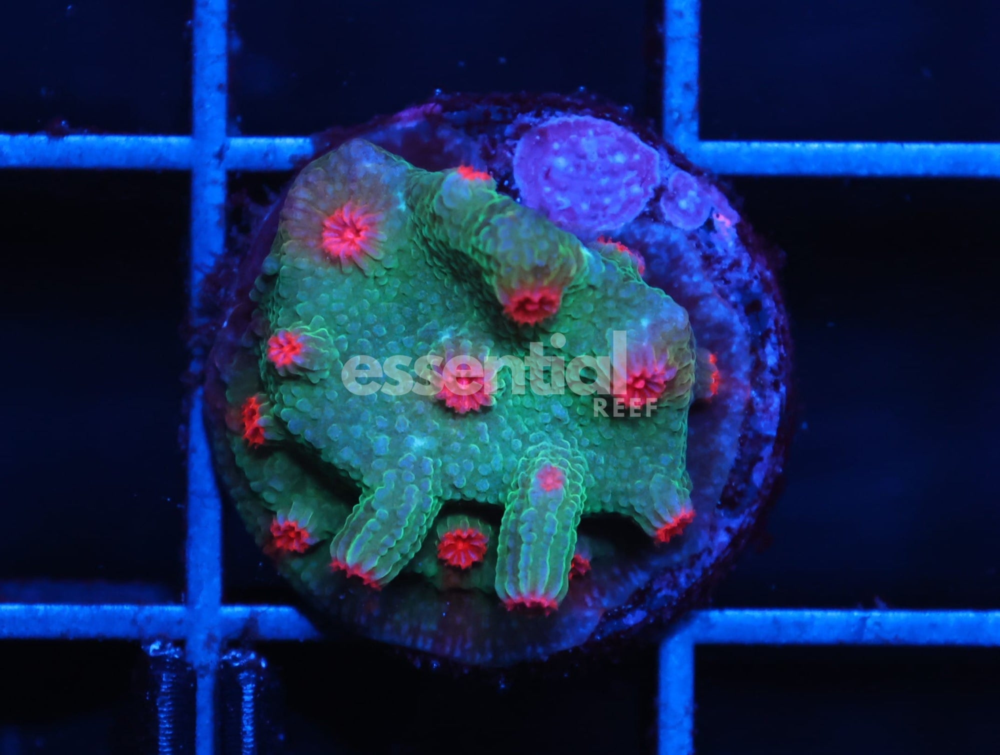Watermarked - C93 - SDC PINK WINK BRANCHING CYPHASTREA