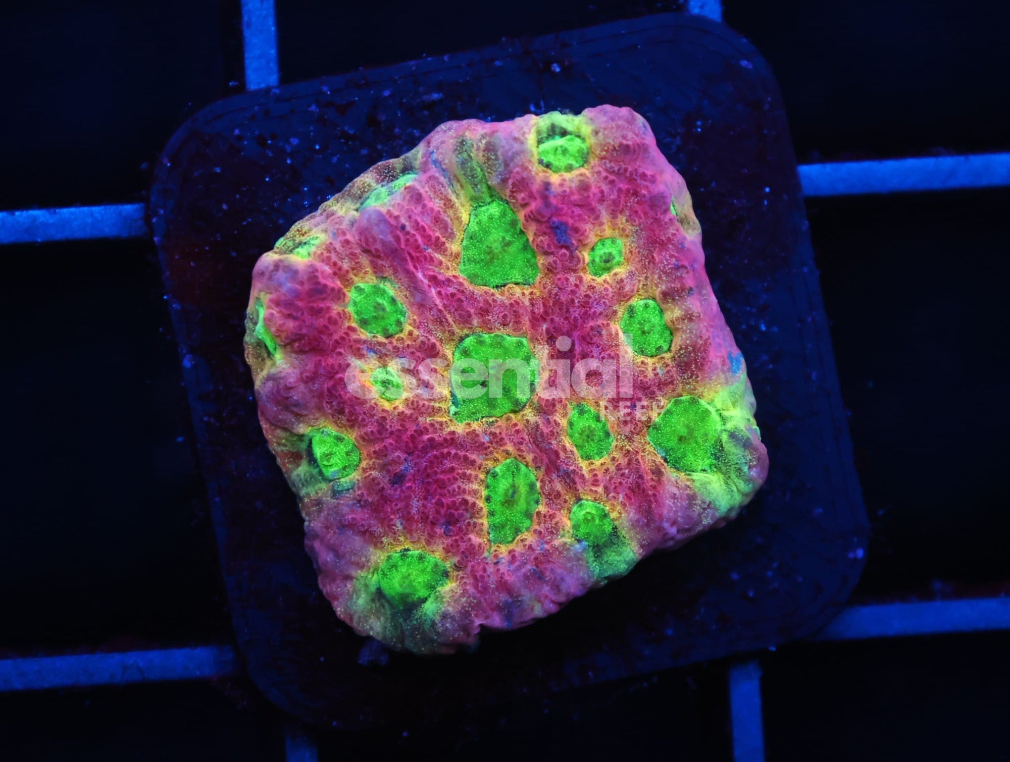 Watermarked - C94 - SDC DAYGLO FAVITES