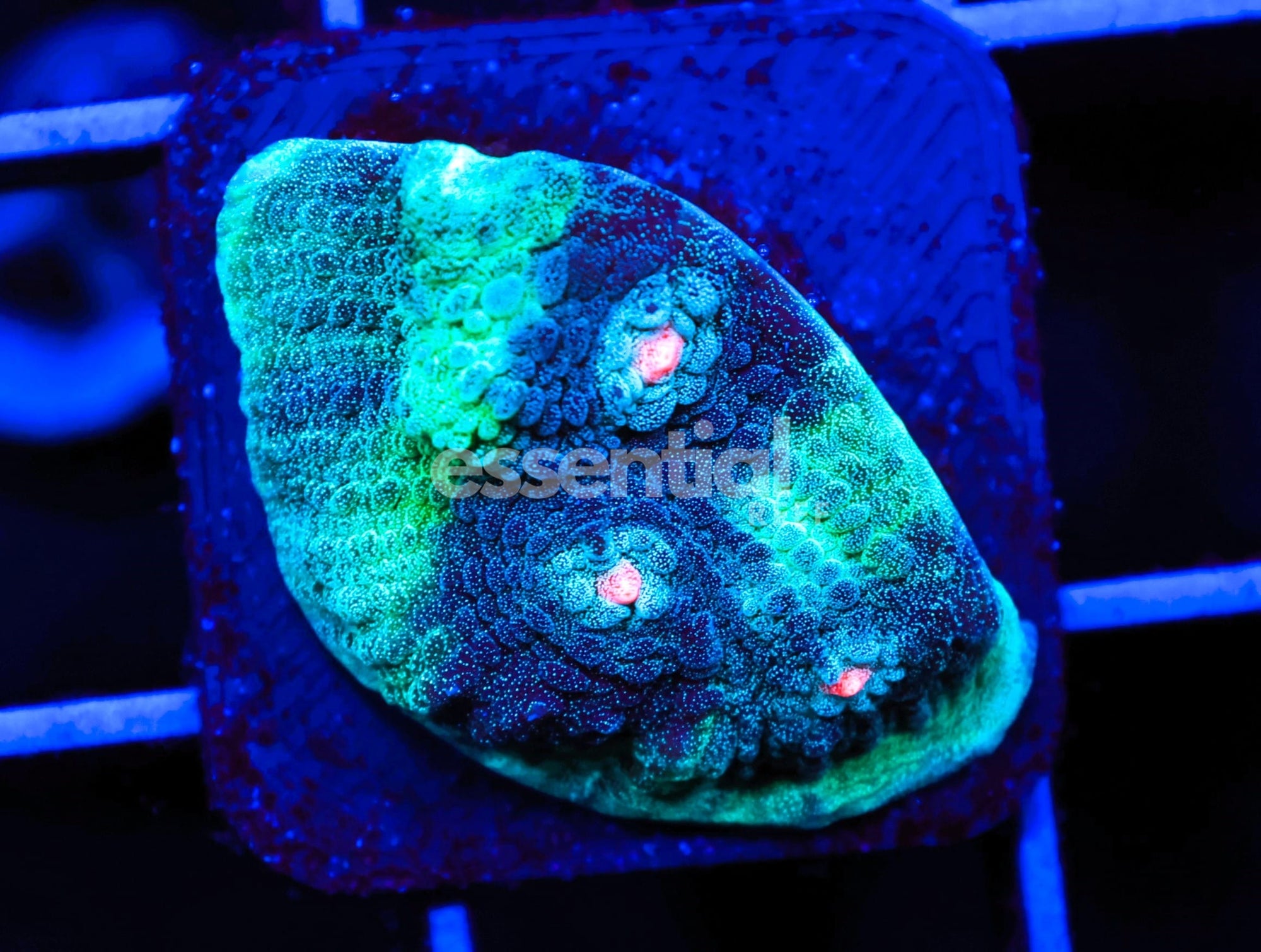 Watermarked - C95 - SDC PINK EYED ALIEN CHALICE