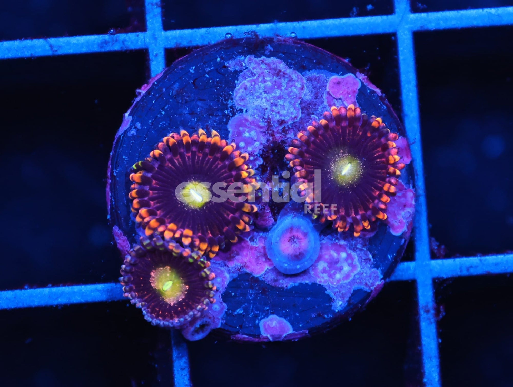 Watermarked - C97 - SDC ANTIMATTER ZOA/PALY (POLYP)