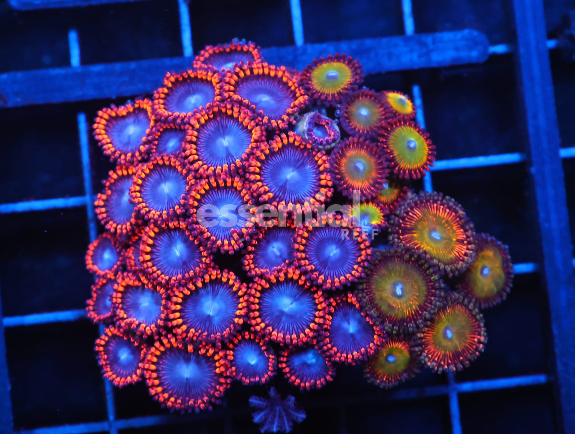 Watermarked - C98 - CULTURED ZOA GARDEN