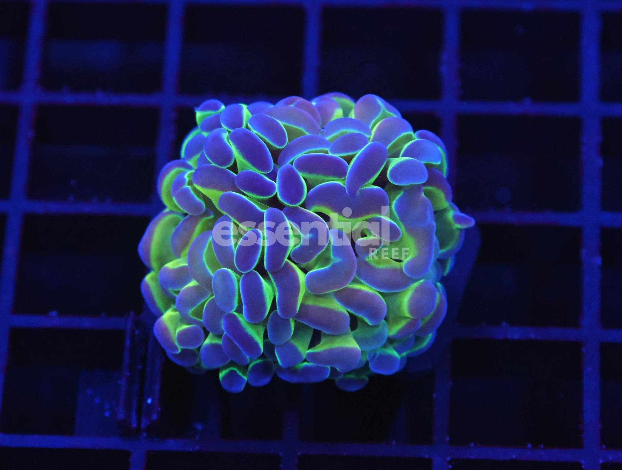 Watermarked - D116 - INDO HAMMER BRANCH REVERSE HOLOGRAM 1 HEAD