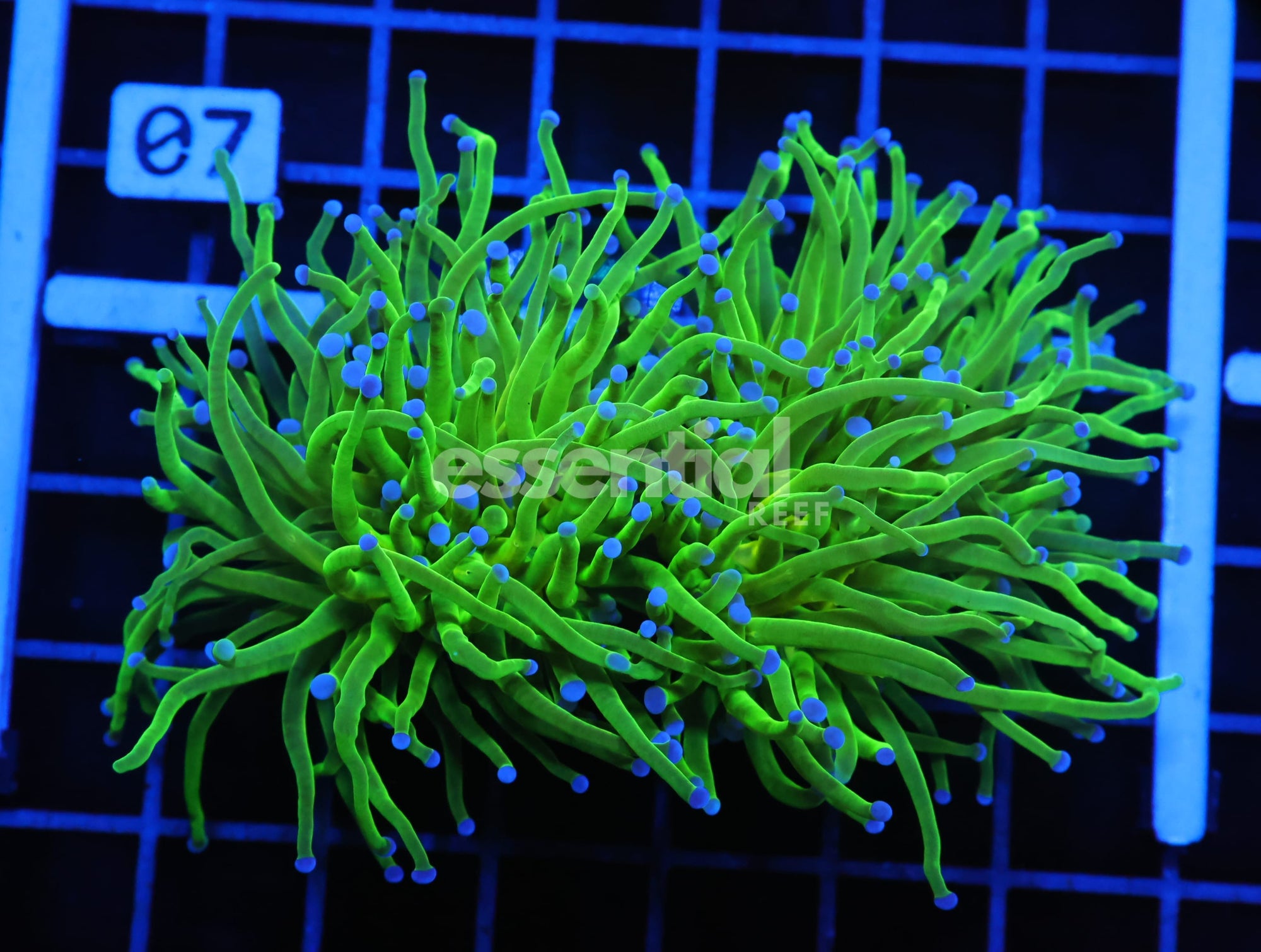 Watermarked - D02 - INDO TORCH GREEN VARIANT 3 HEAD