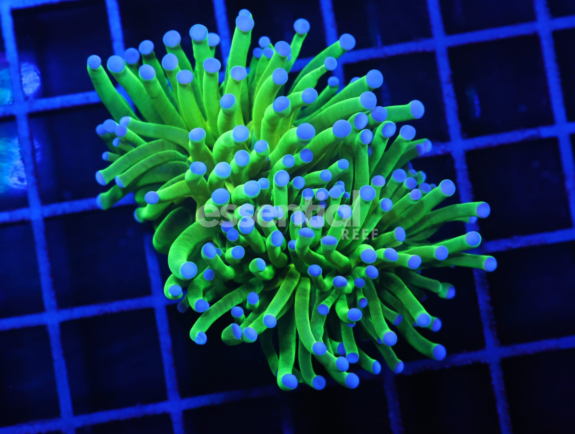 Watermarked - D133 - Indo Torch Green Variant 2 Head