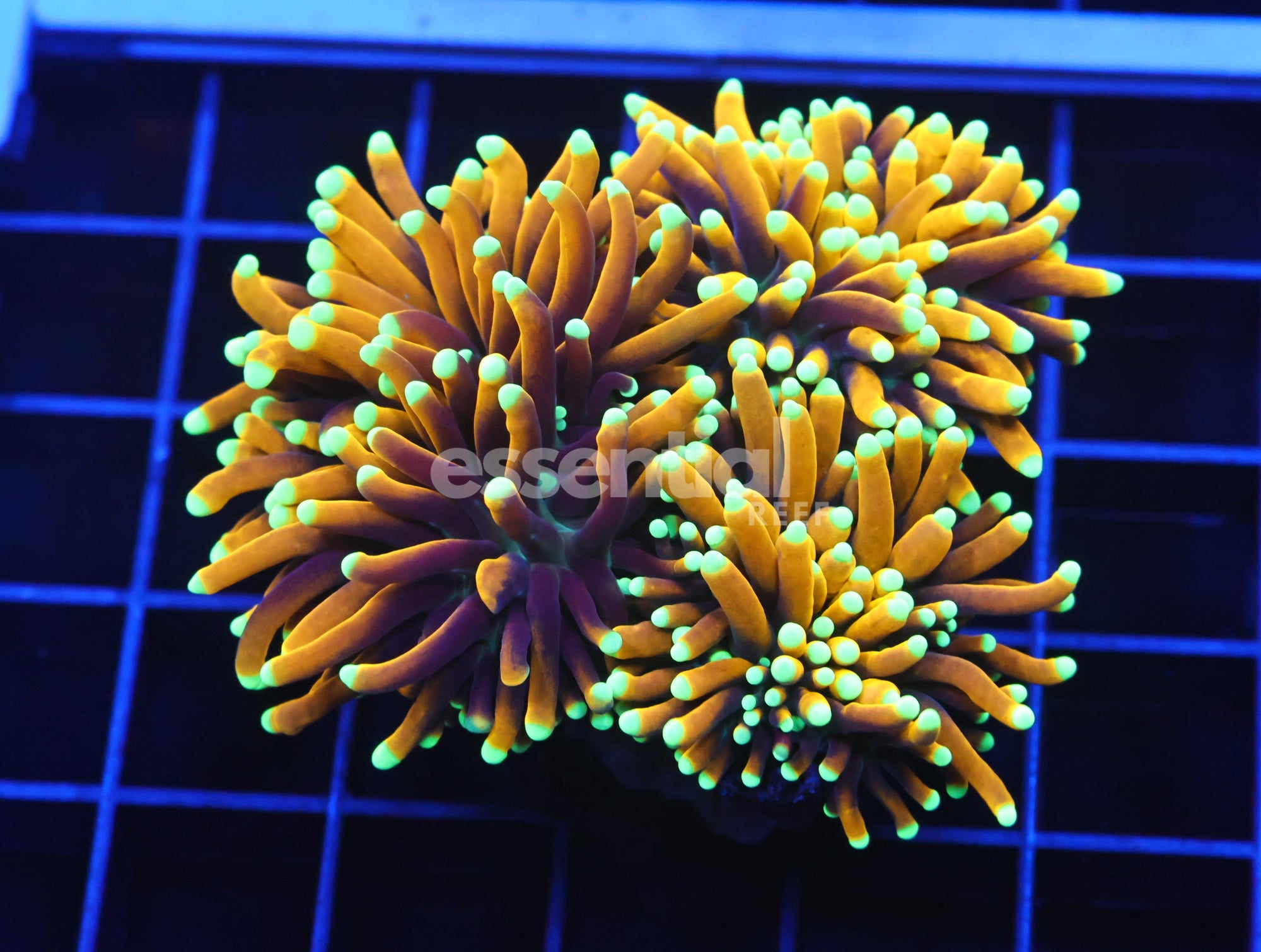 Watermarked - D33 - Indo Torch Hellfire 3 Head