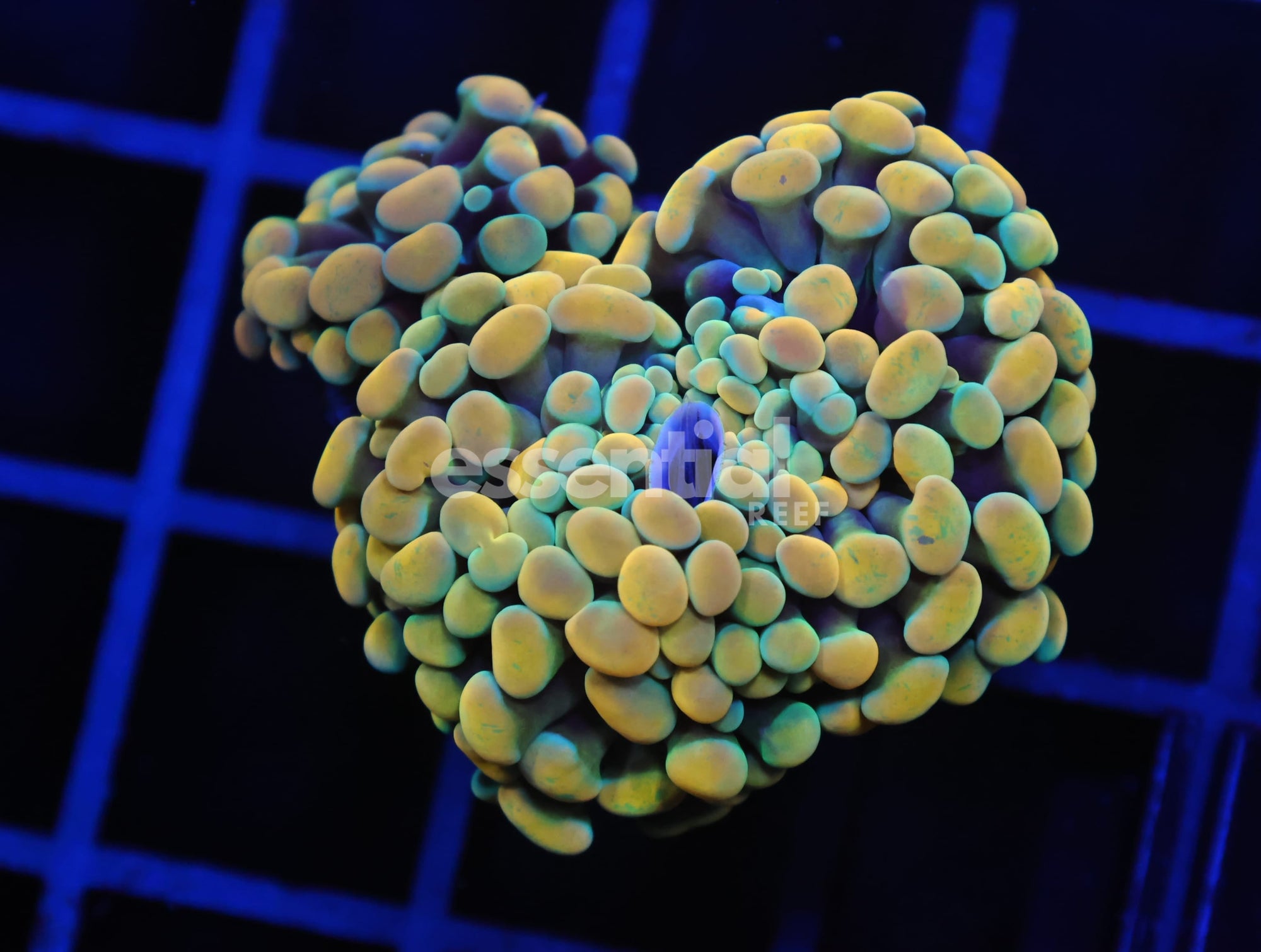 Watermarked - D05 - INDO HAMMER BRANCH GOLD 3 HEAD