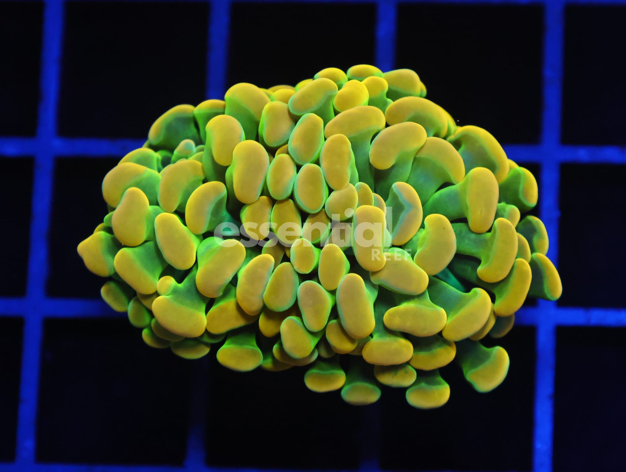 Watermarked - D06 - INDO HAMMER BRANCH HOLY GRAIL 2 HEAD