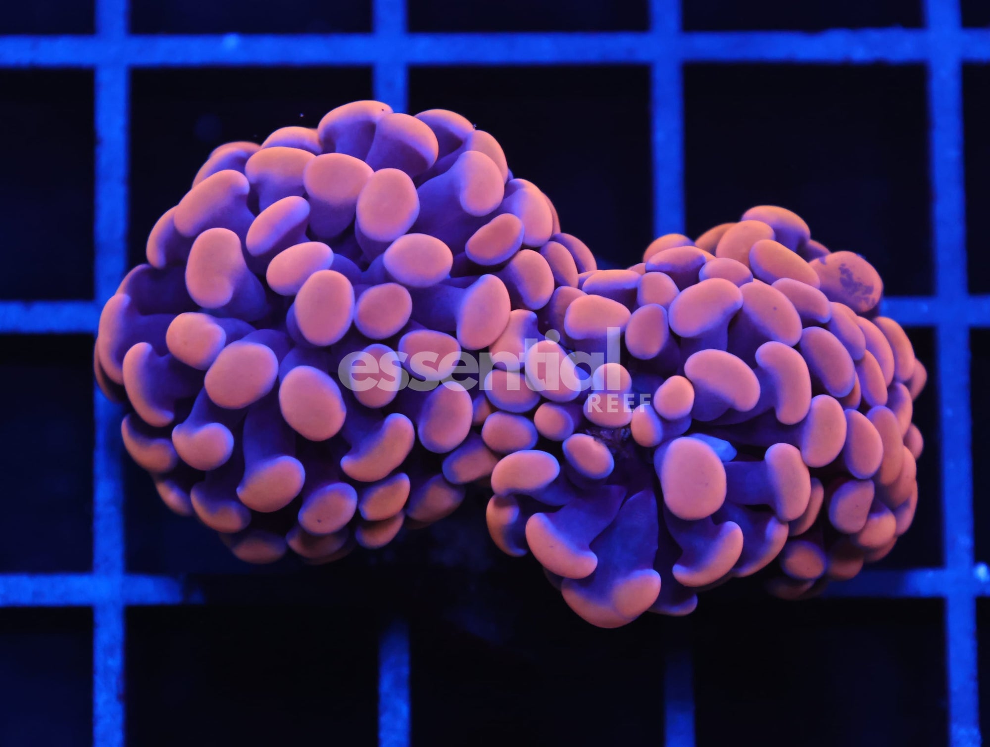 Watermarked - D07 - INDO HAMMER BRANCH ORANGE 3 HEAD