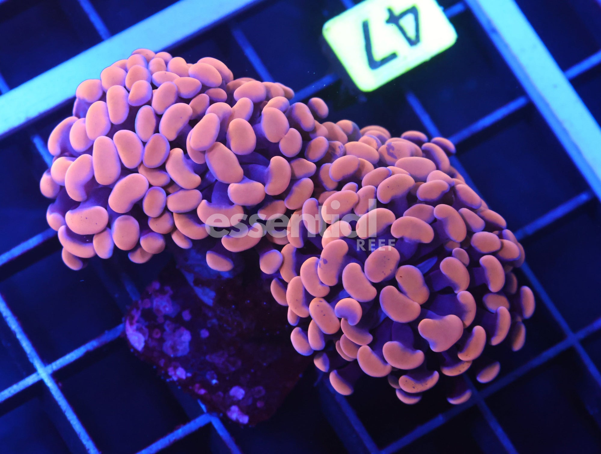 Watermarked - D47 - Indo Hammer Branch Orange 4 Head