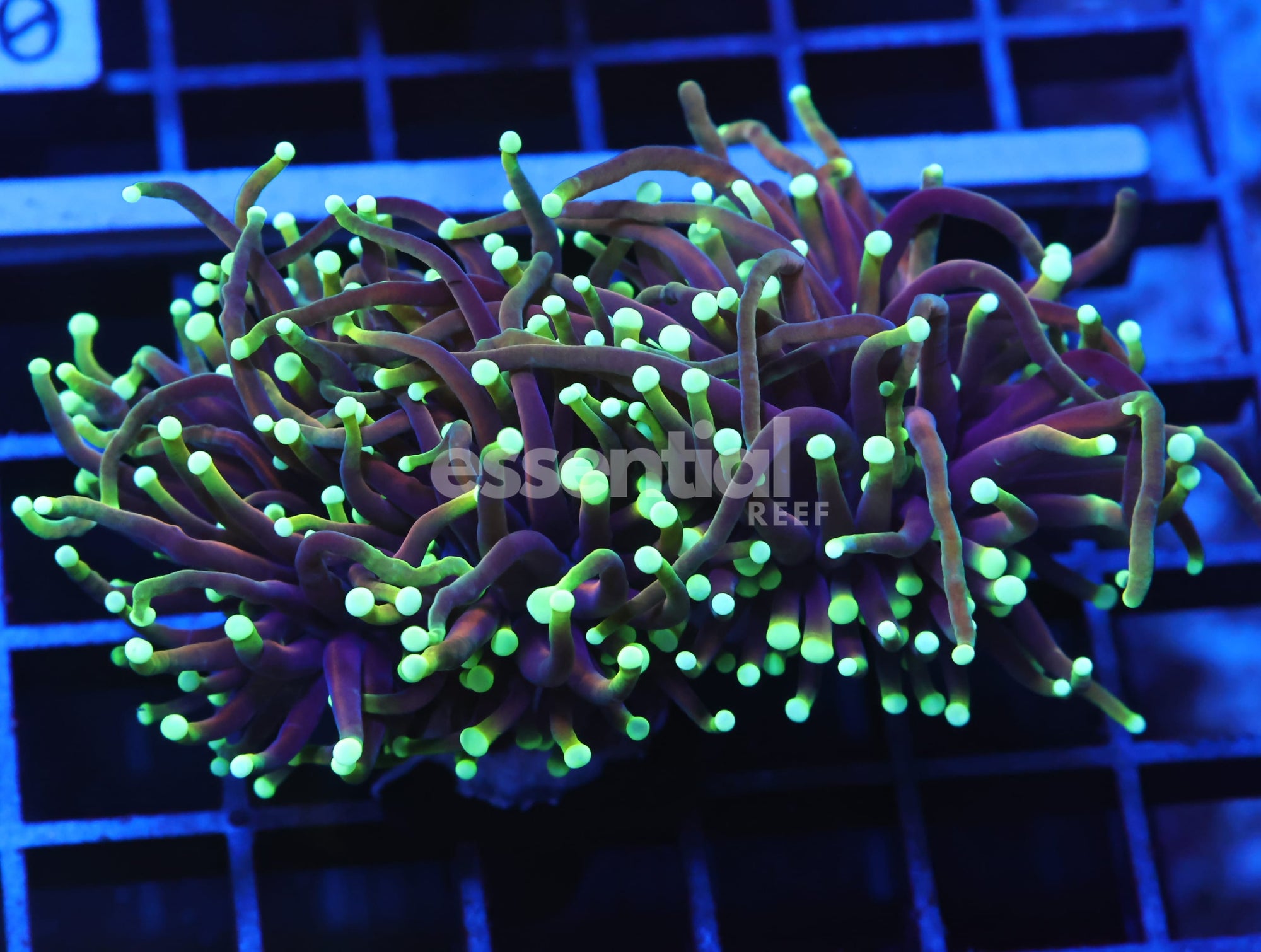 Watermarked - D105 - INDO TORCH DRAGON SOUL 2 HEAD