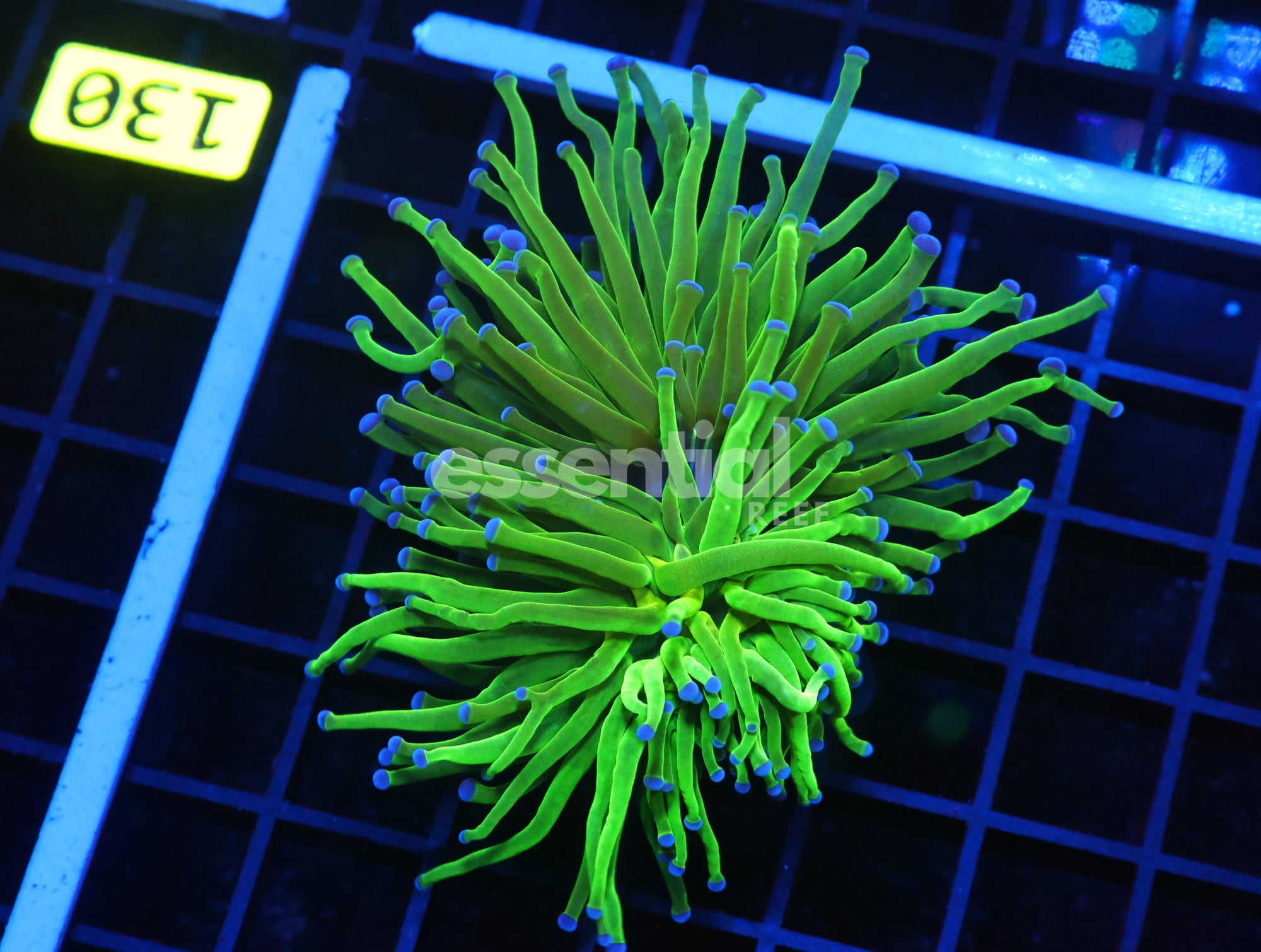 Watermarked - D129 - INDO TORCH GREEN VARIANT 2 HEAD