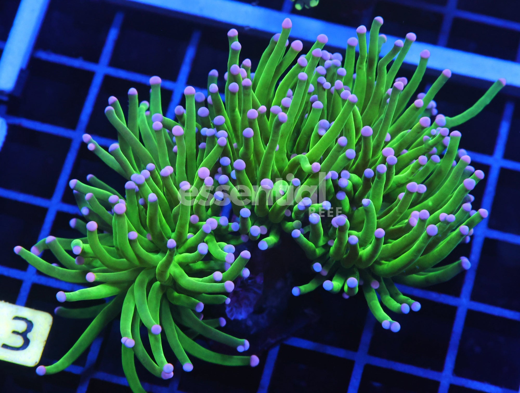 Watermarked - D13 - INDO TORCH GREEN VARIANT 2 HEAD