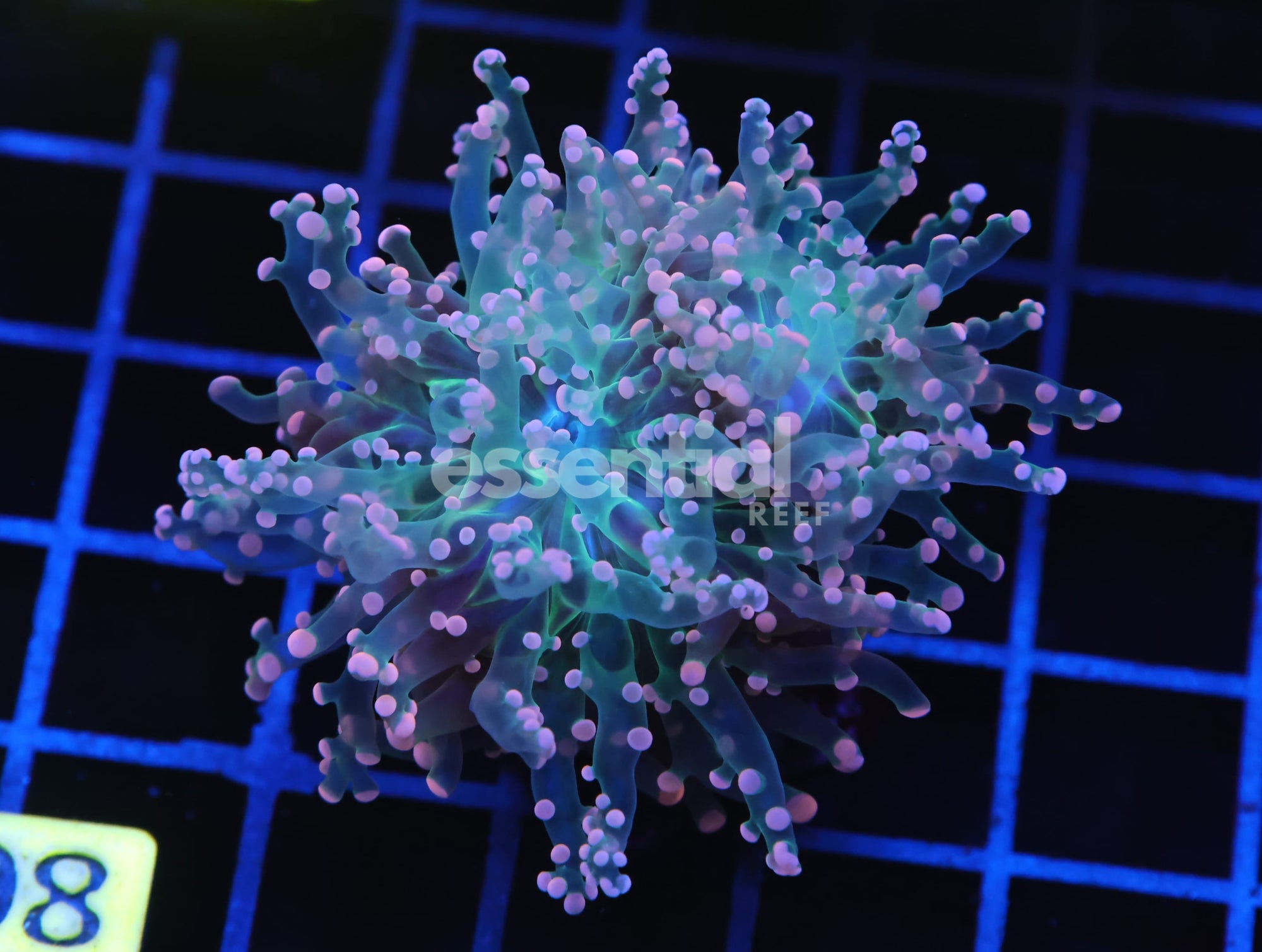 Watermarked - D108 - INDO FROGSPAWN BRANCH ORANGE 3 HEAD