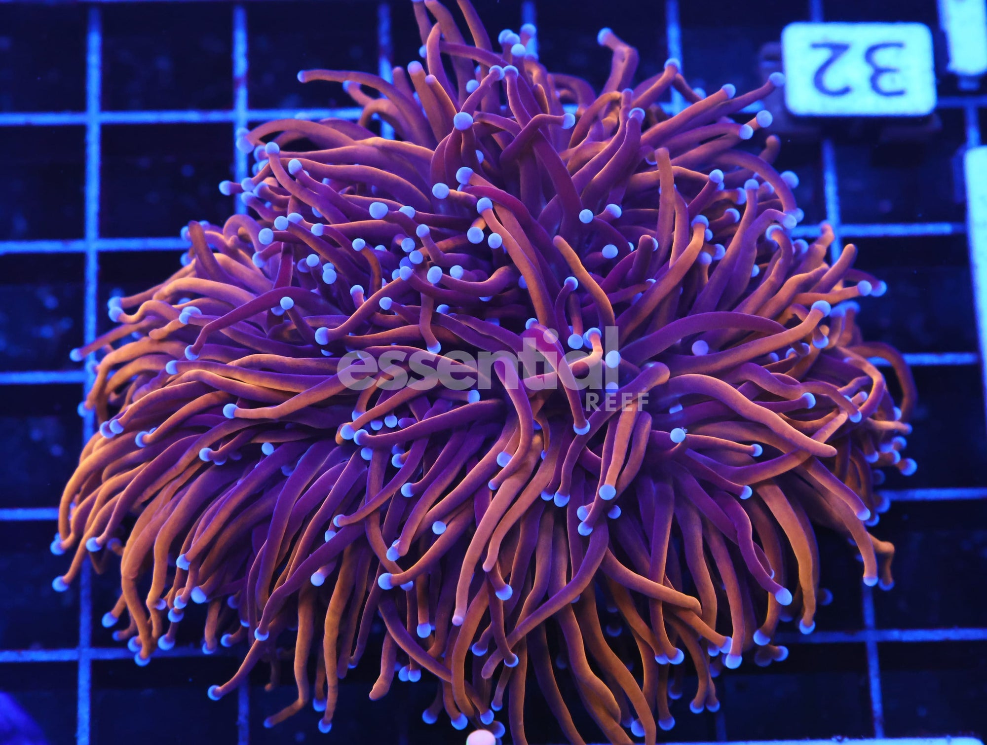 Watermarked - D32 - Indo Torch Gold Variant 3 Head